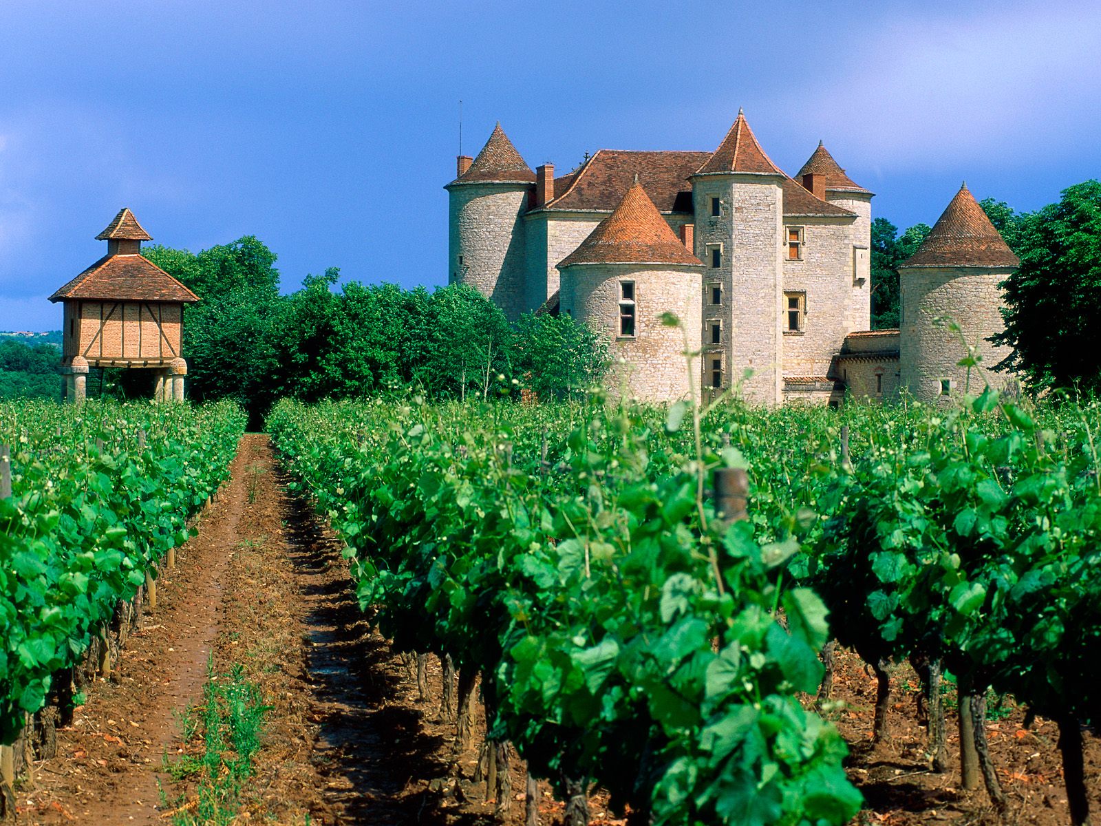 French Vineyard – The Well-Travelled Postcard