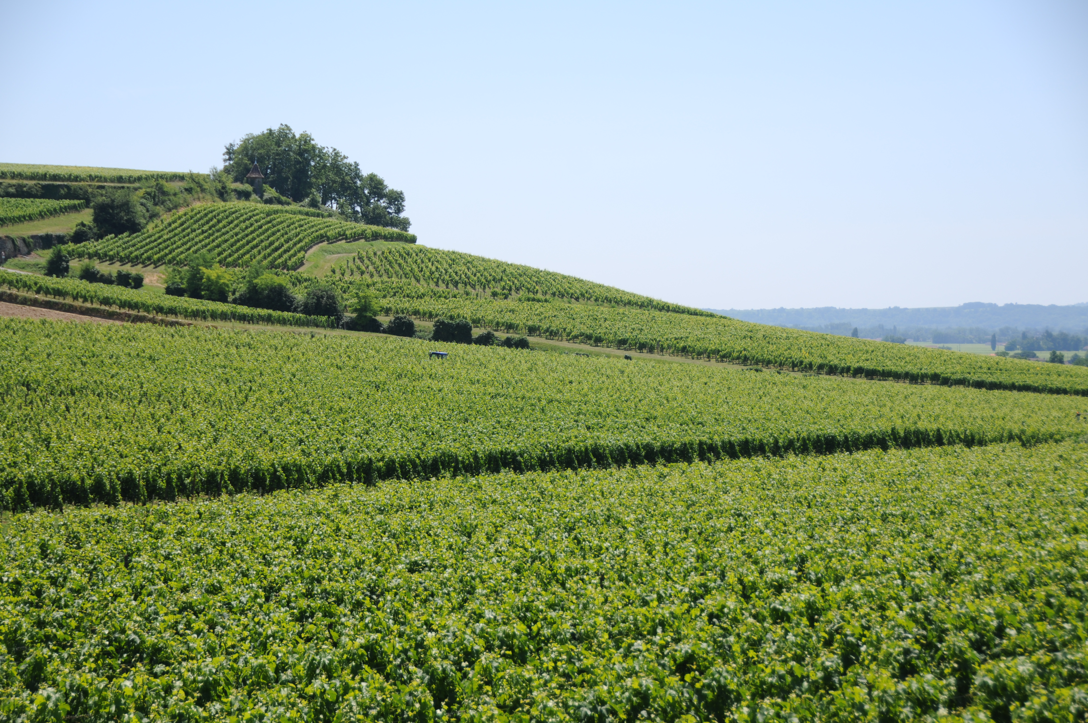 French vineyard photo