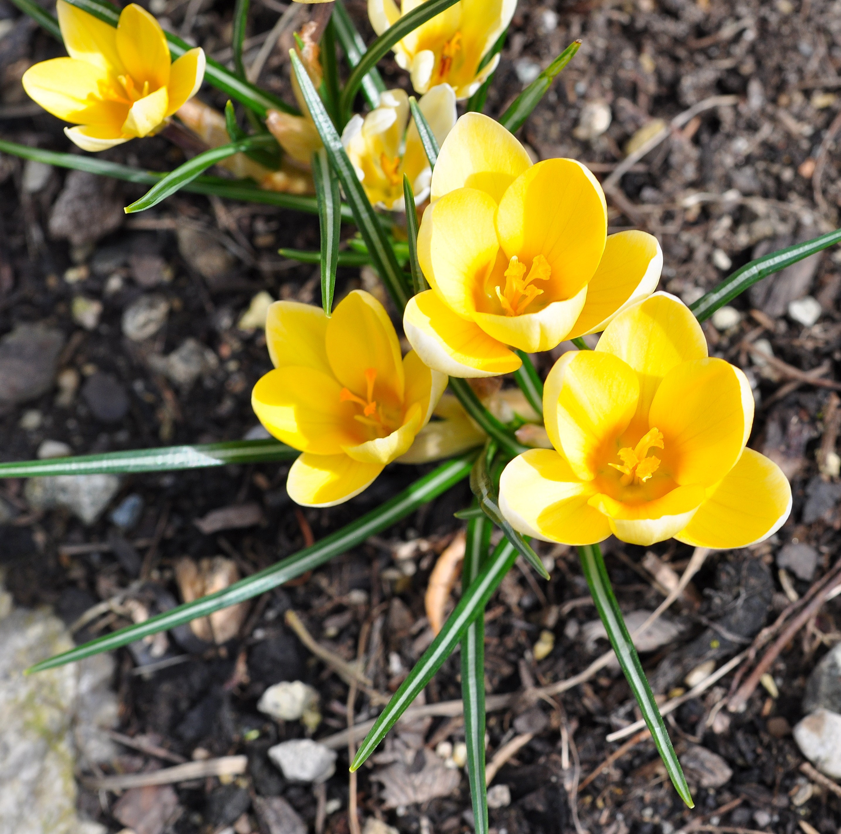 Желтые ранние цветы весной как называется. Крокус Голден Йеллоу. Армянский Крокус желтый садовый. Крокус желтый цветок. Весенник желтый.