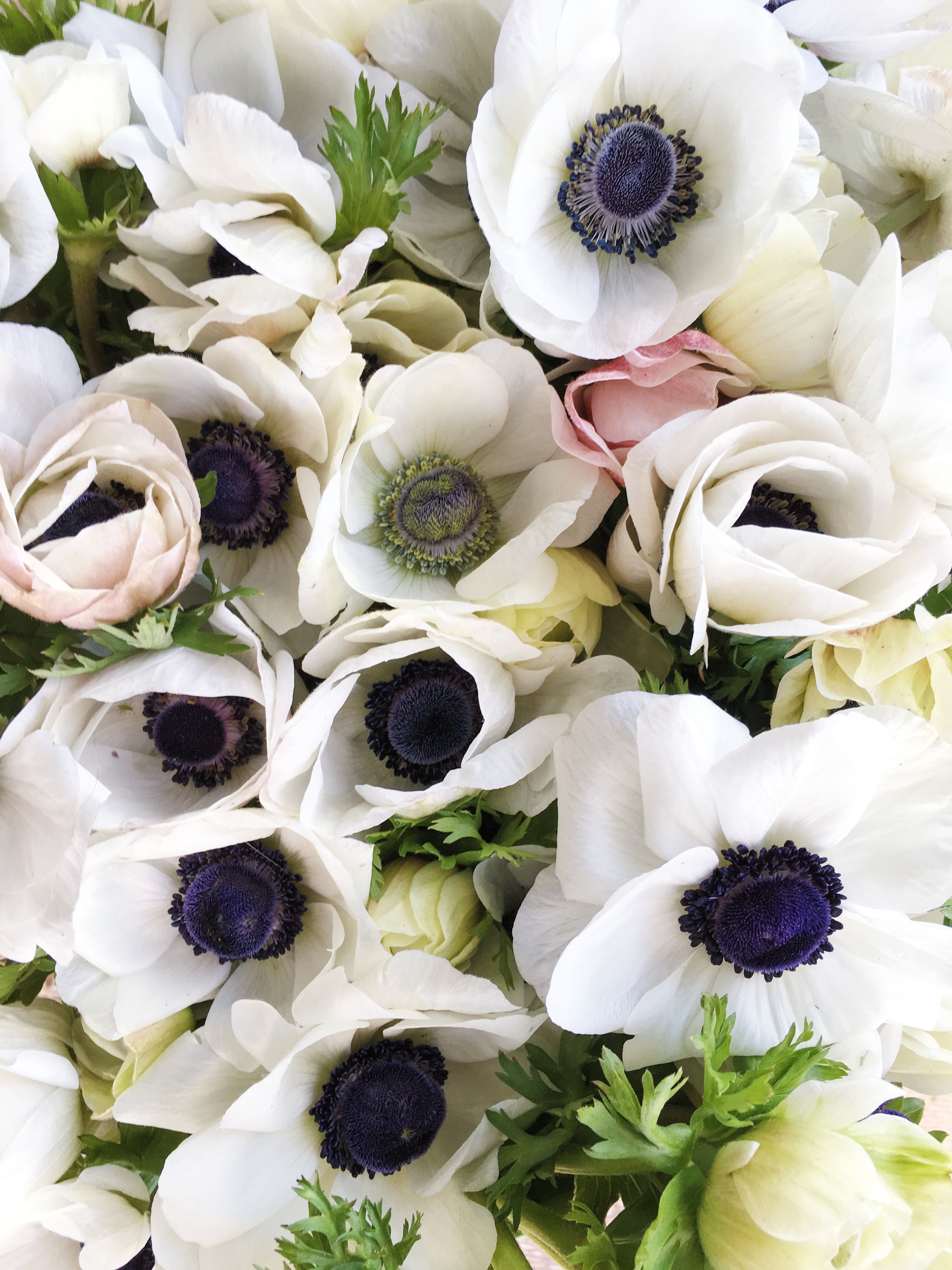White anemones with black eyes grown at Love 'n Fresh Flowers ...