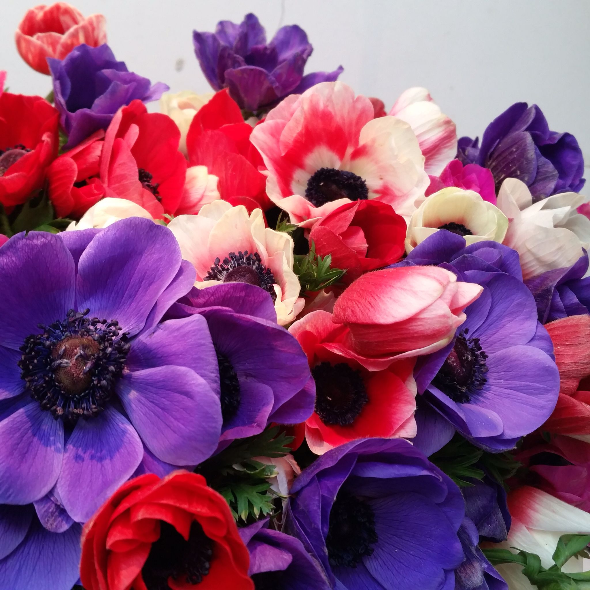 Cornish anemones | Spring Bouquets 2015 | Pinterest