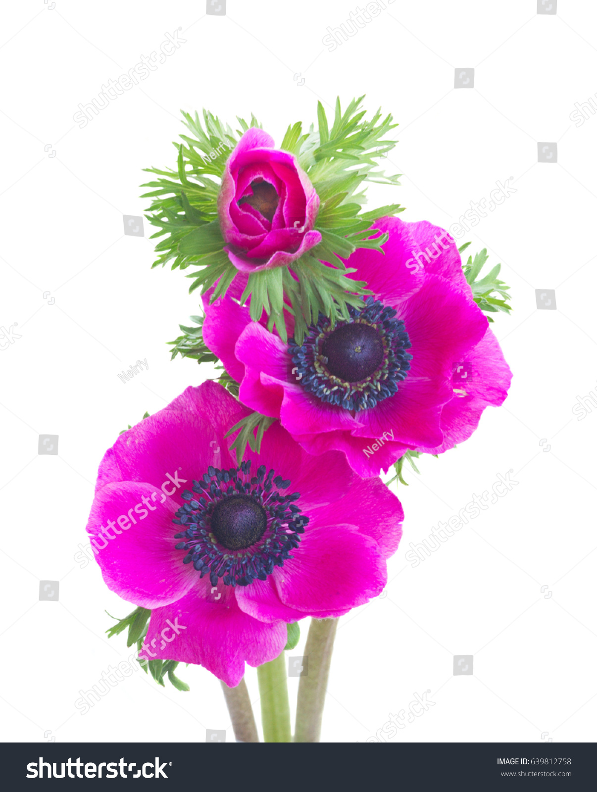 Fresh Pink Anemones Flowers Posy Isolated Stock Photo (Safe to Use ...
