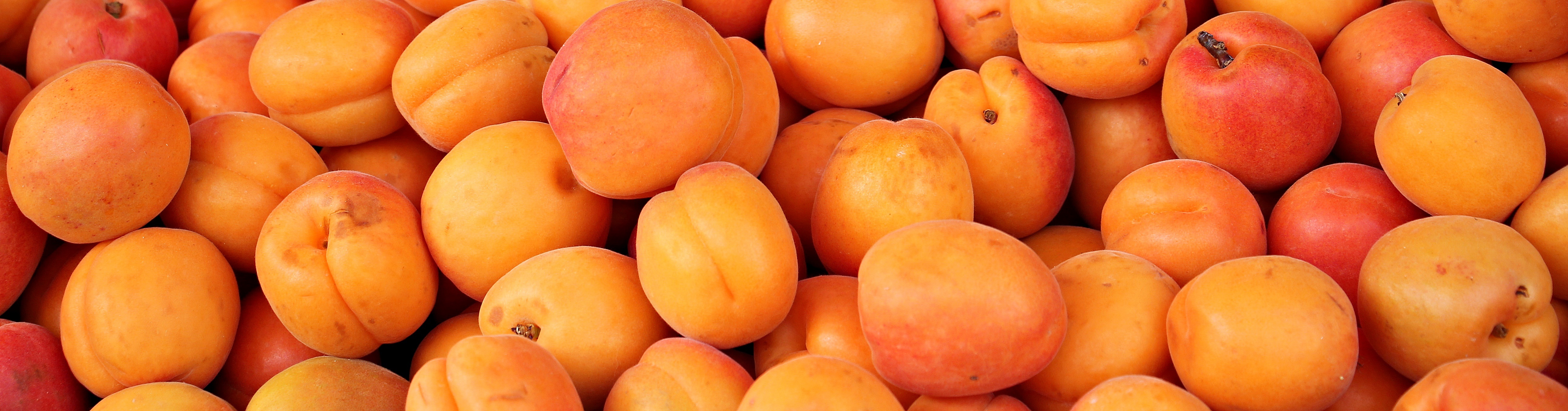 Fresh apricots photo