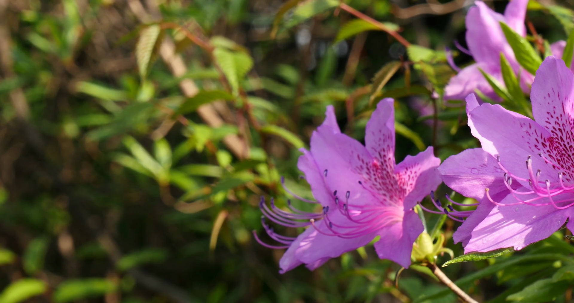 Fresh Pink Azalea Flower In A Garden Asia Stock Video Footage ...