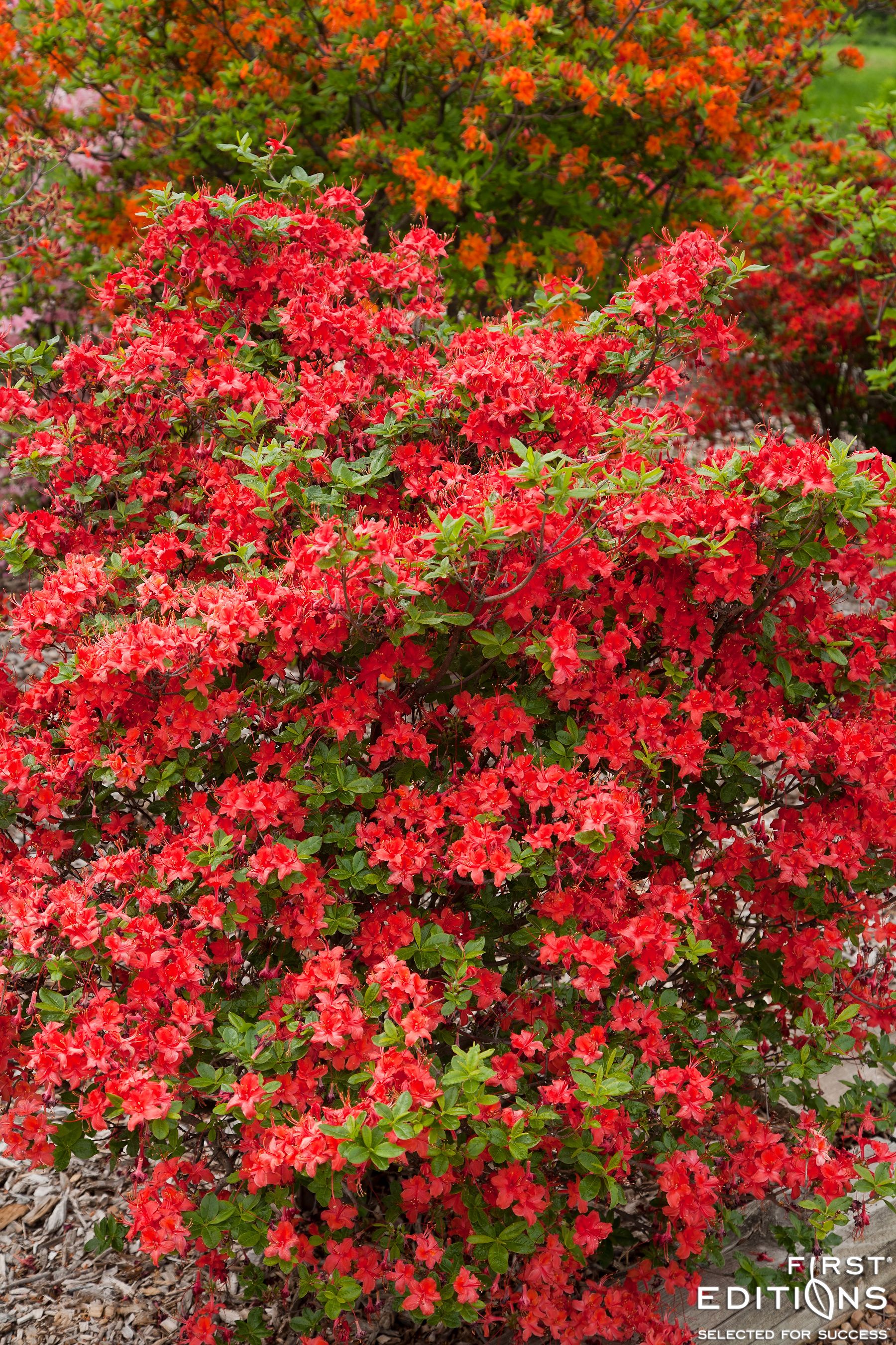 Electric Lights™ Red Azalea brings fire engine-red azaleas to the ...