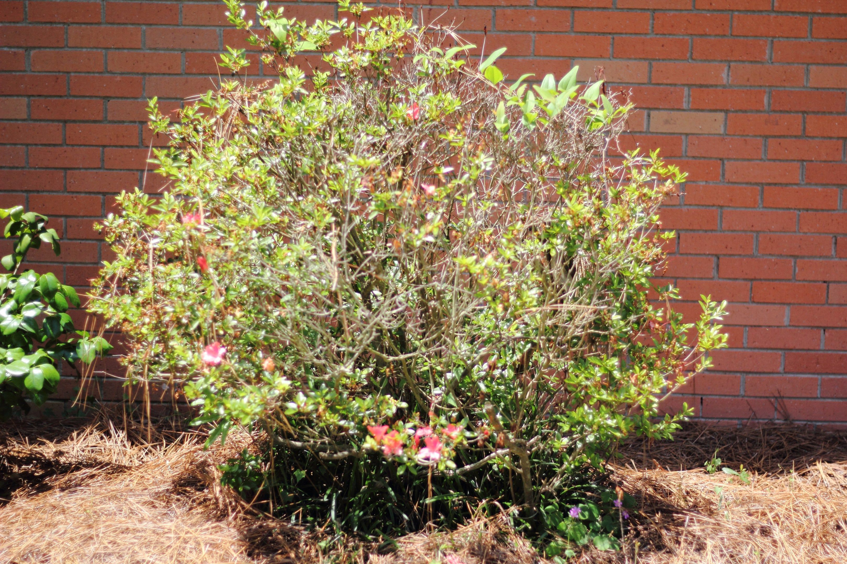 How to Give Old Azaleas a Fresh Start: Pruning Azaleas | Pruning ...