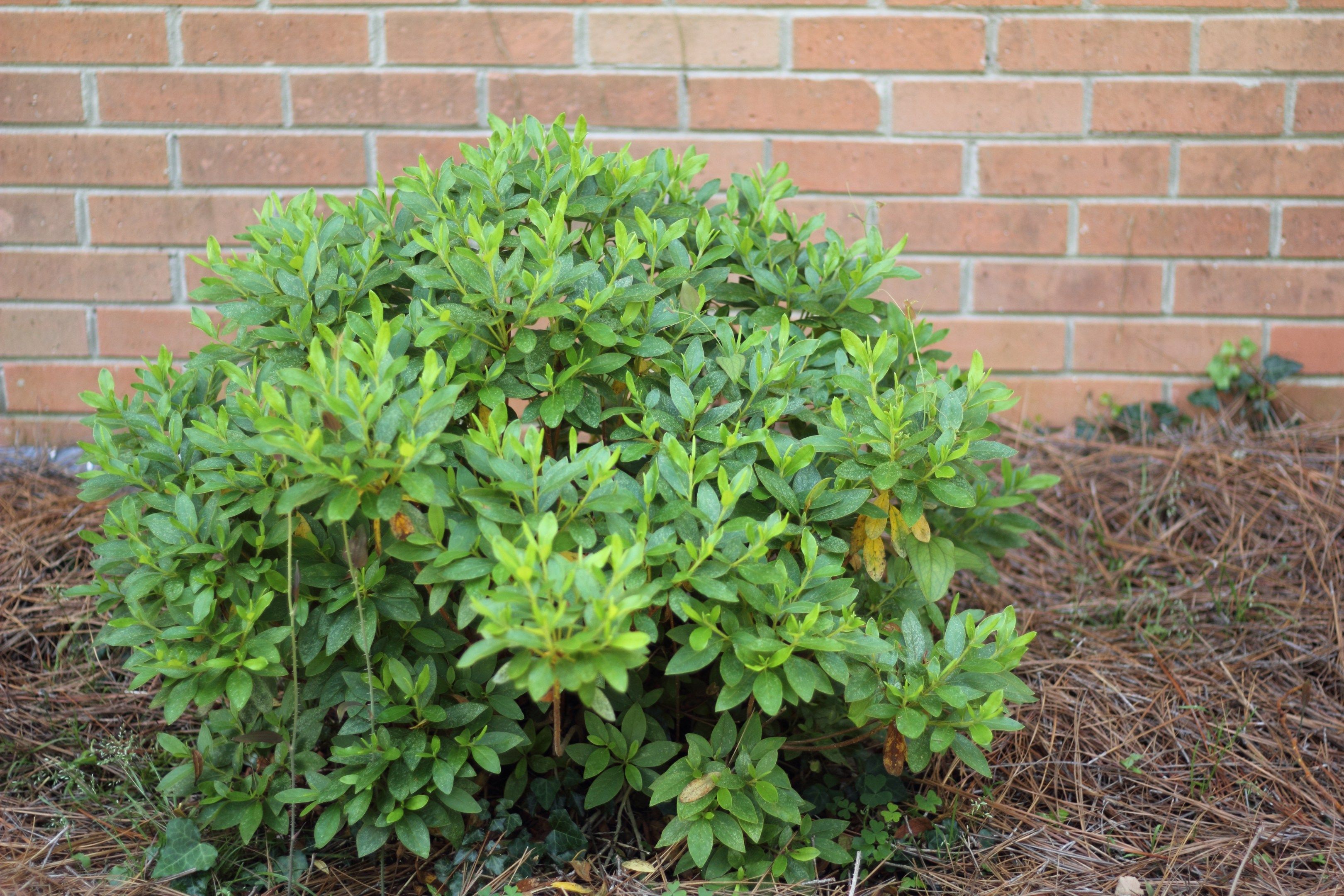 How to Give Old Azaleas a Fresh Start: Pruning Azaleas | Pruning ...