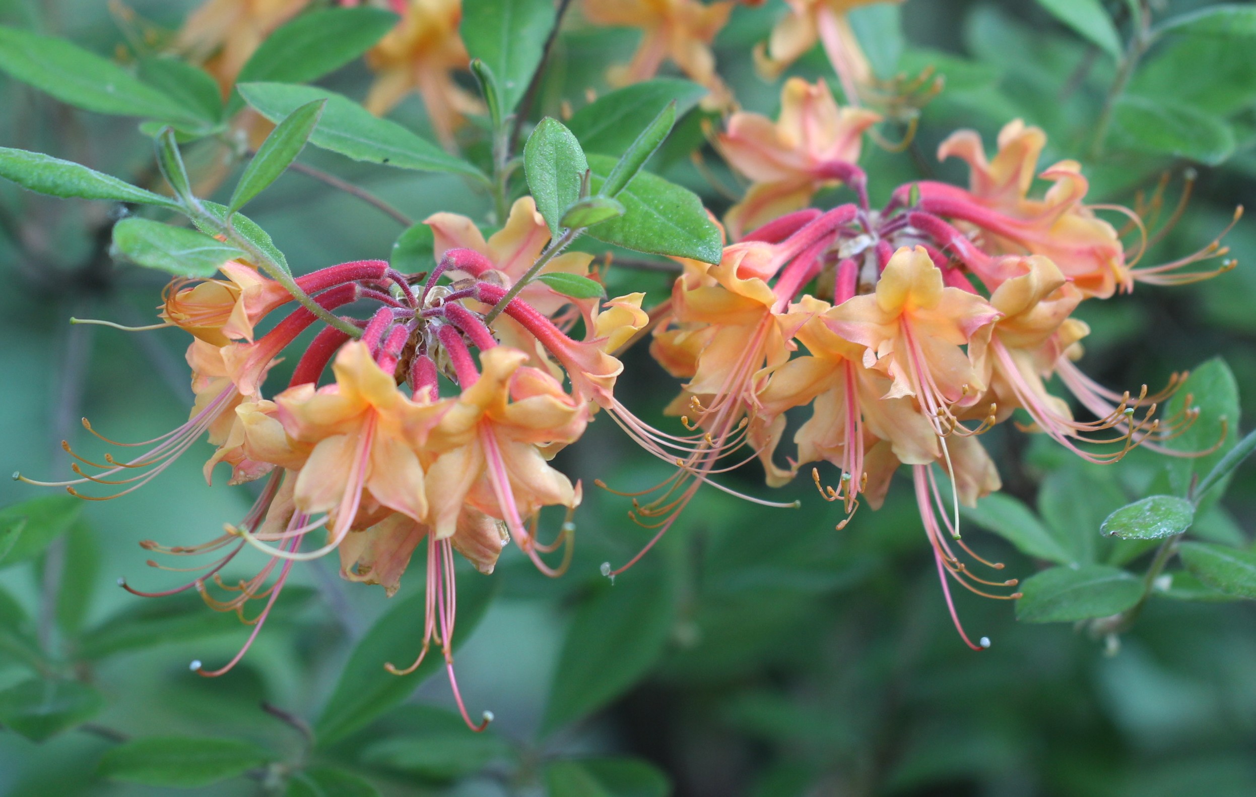 Do you know our Native Azaleas? You most certainly should