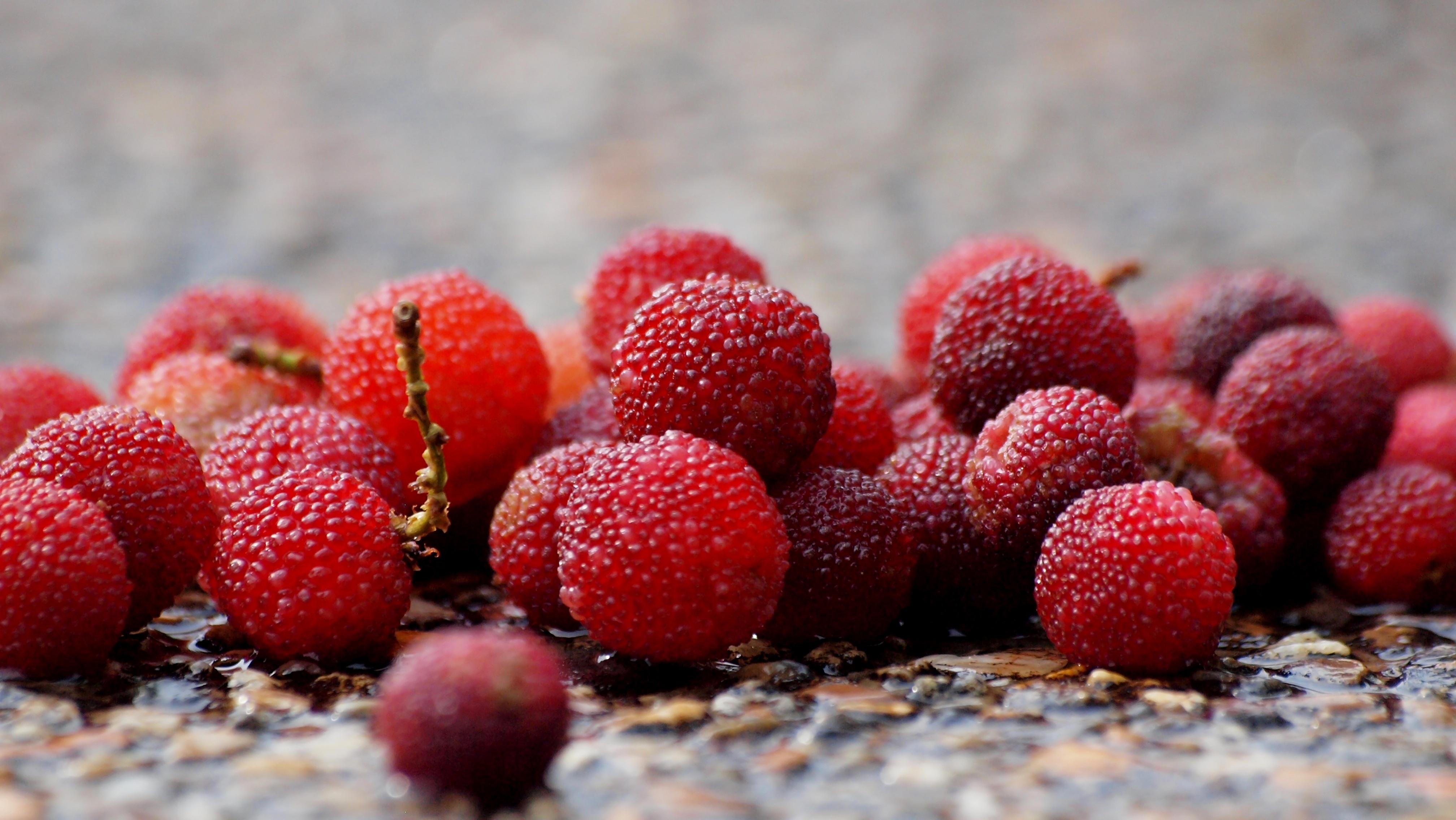 Fresh berries photo
