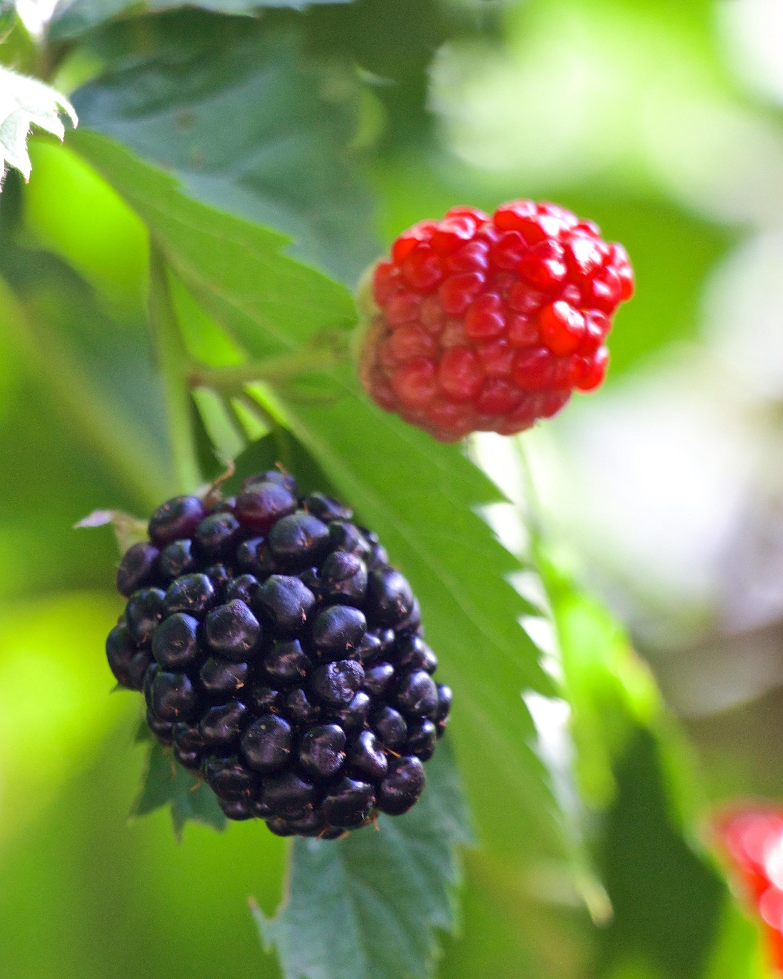 Fresh berries photo