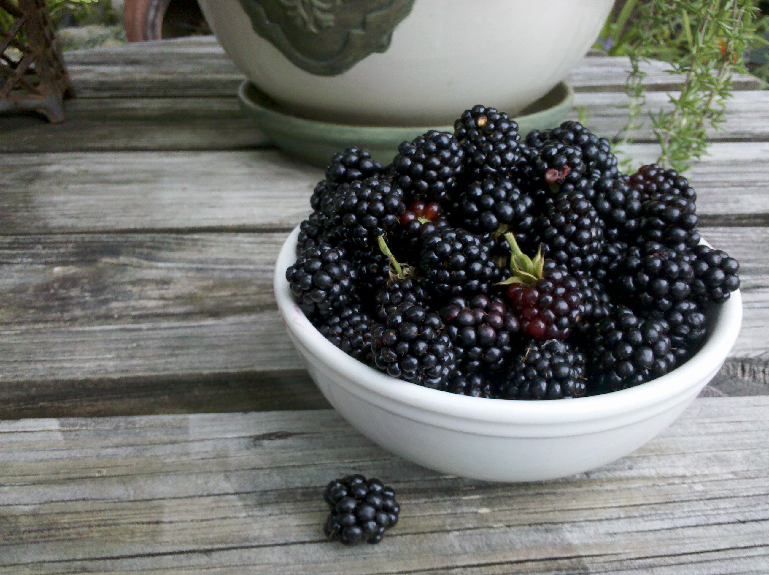 Fresh Blackberries. Because it's summer, kids. | Die Hard Foodie