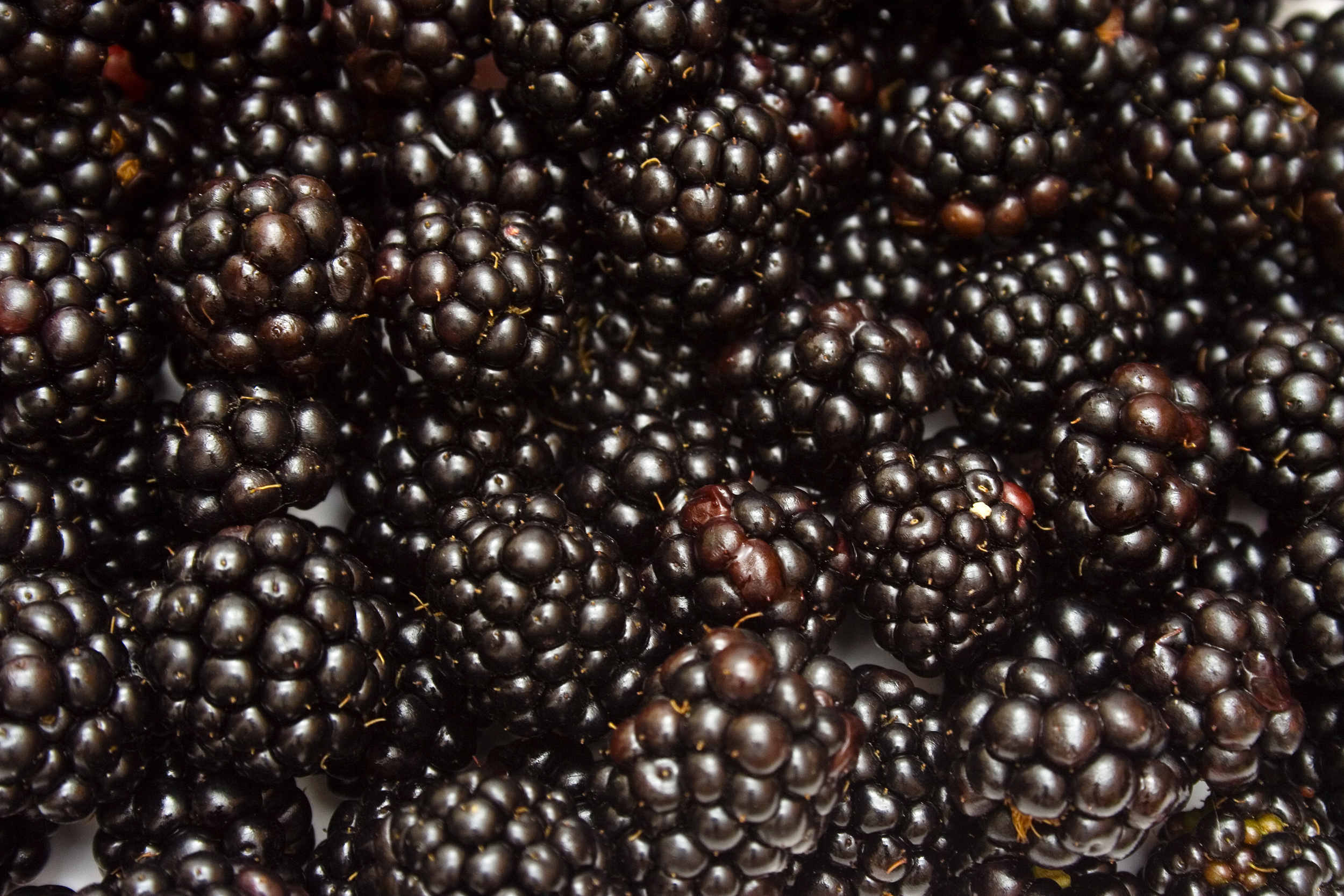 Fresh blackberry photo