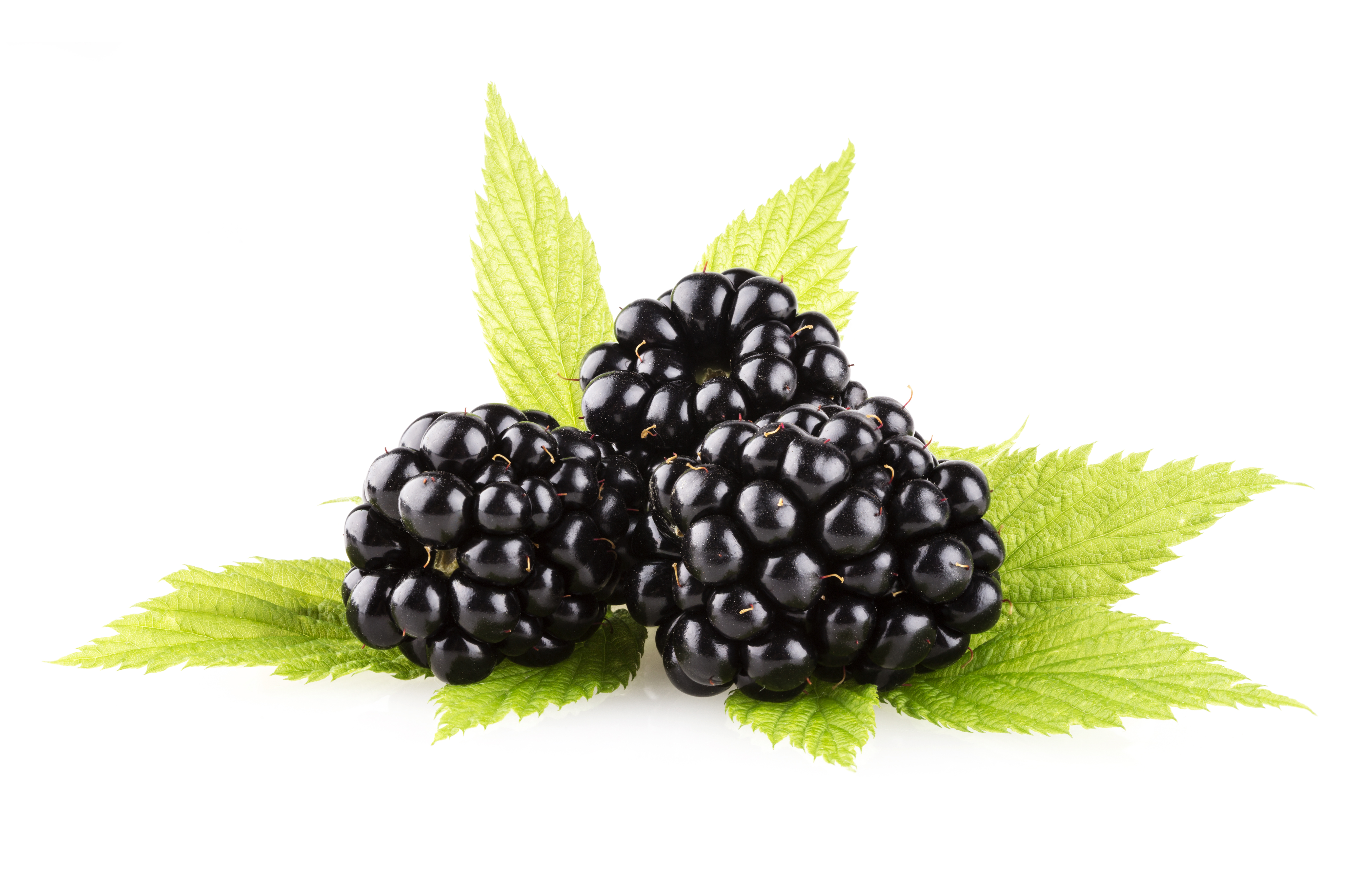 Fresh blackberry isolated on white photo