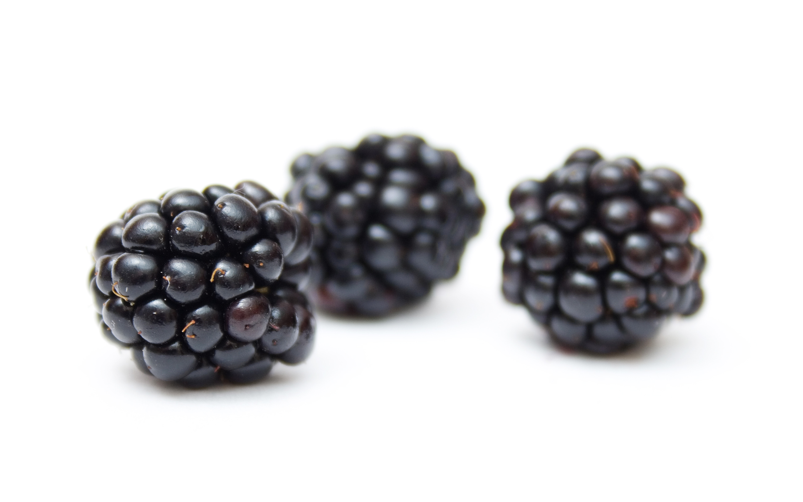 Fresh blackberry isolated on white photo