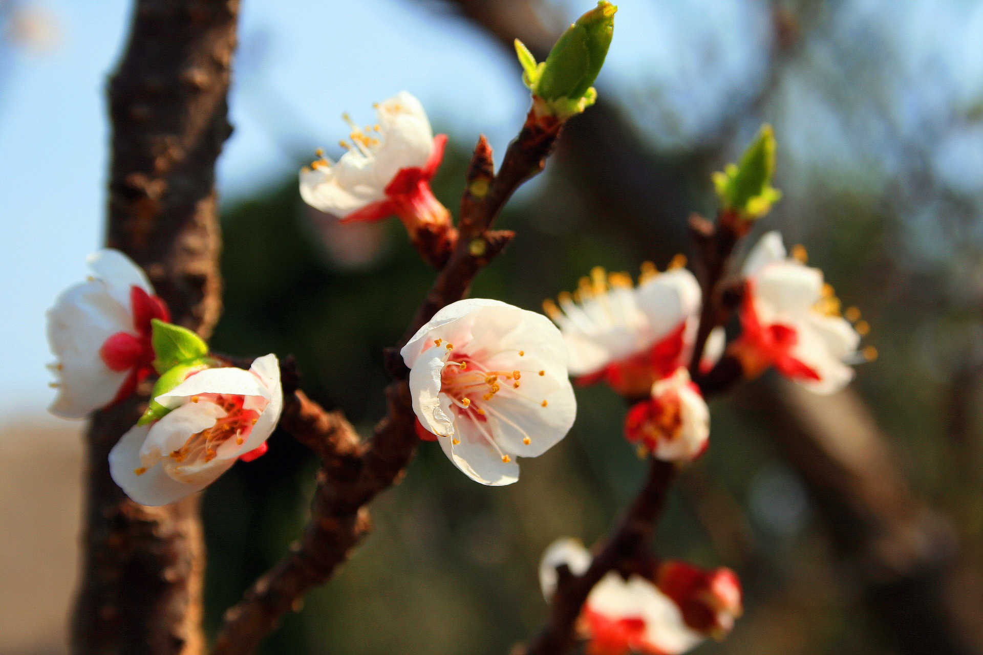 Fresh Blossoms Free Stock Photo - Public Domain Pictures