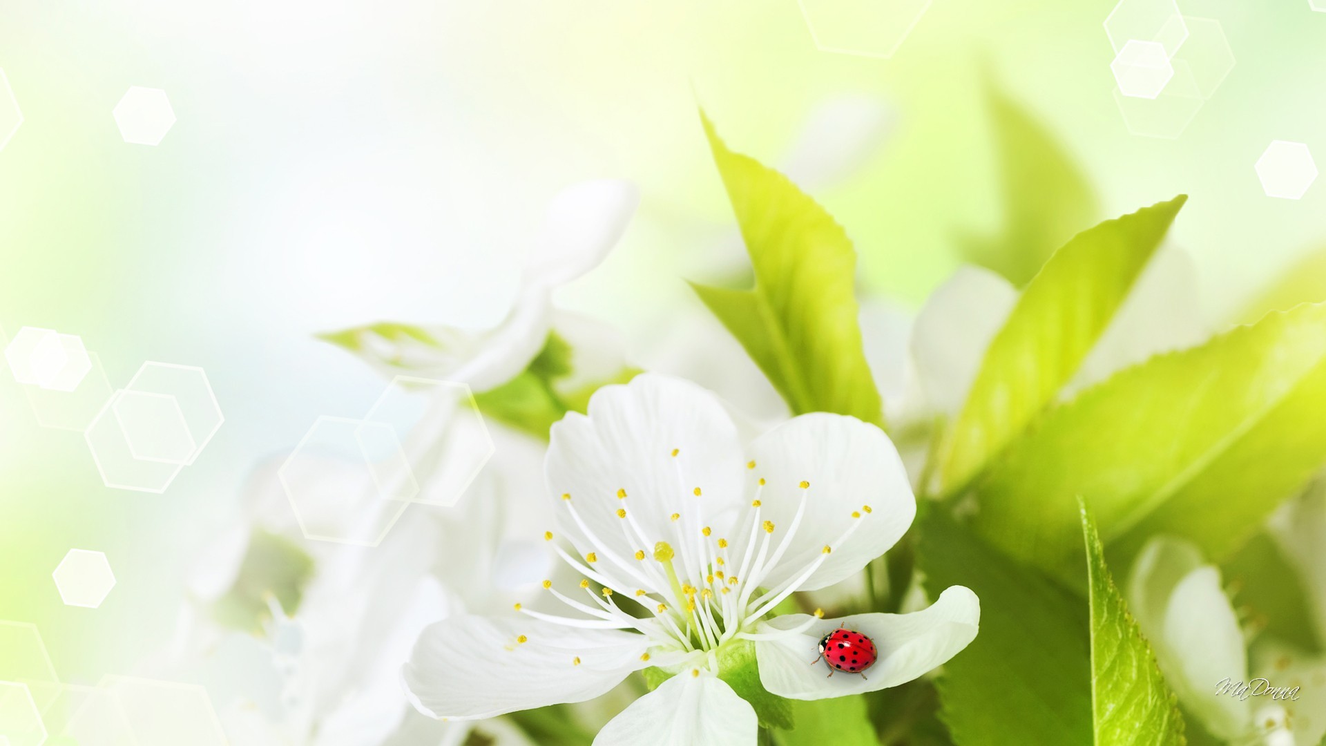 Flowers: Fresh Blossoms Sweet Cherry Blossom Leaves Spring Ladybug ...
