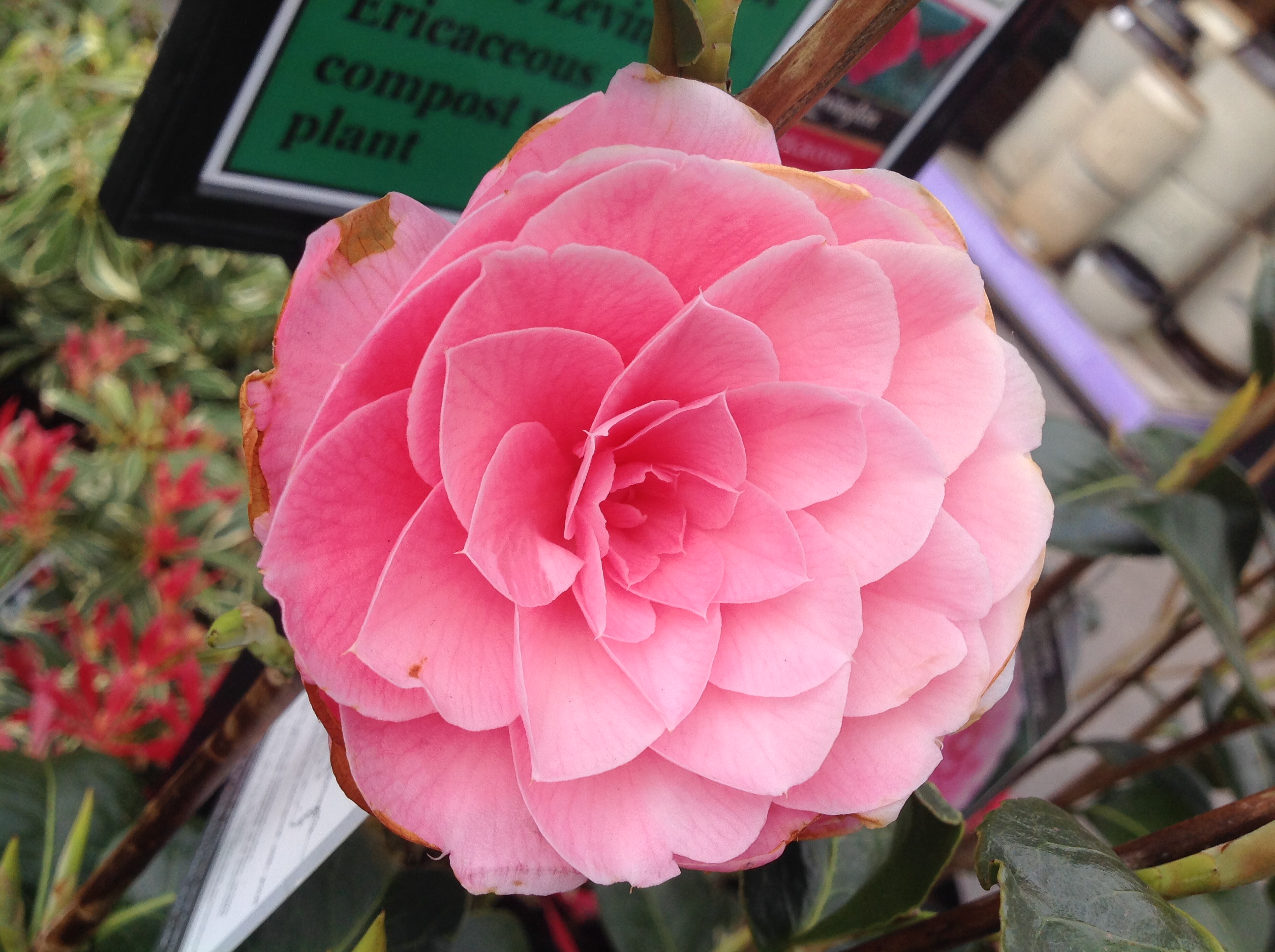 Plant of the Moment – February | Simpsons Garden Centre