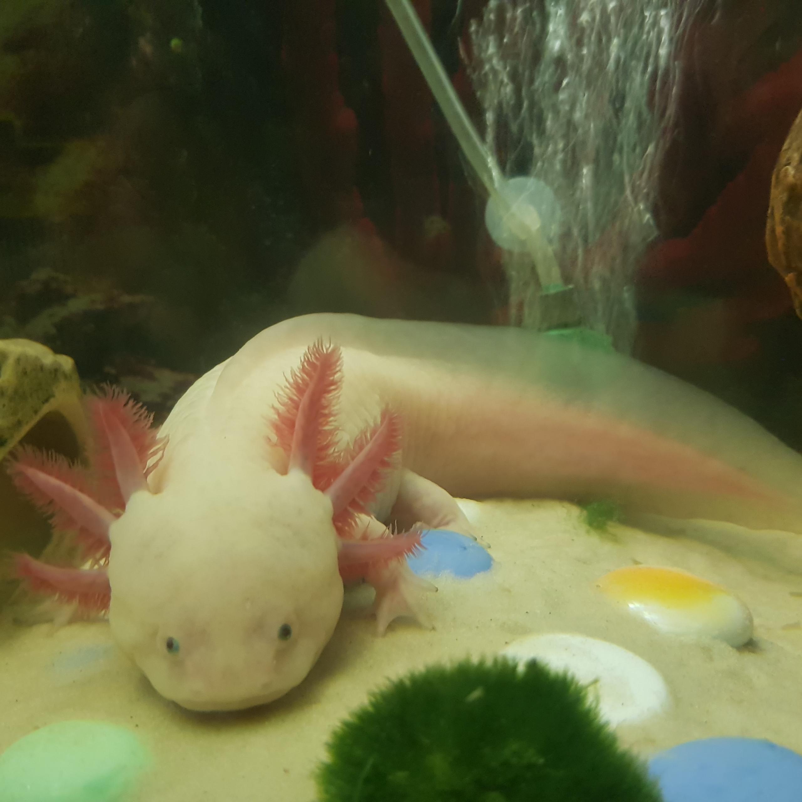 Axolotl fell ill. All in red spots - Caudata.org