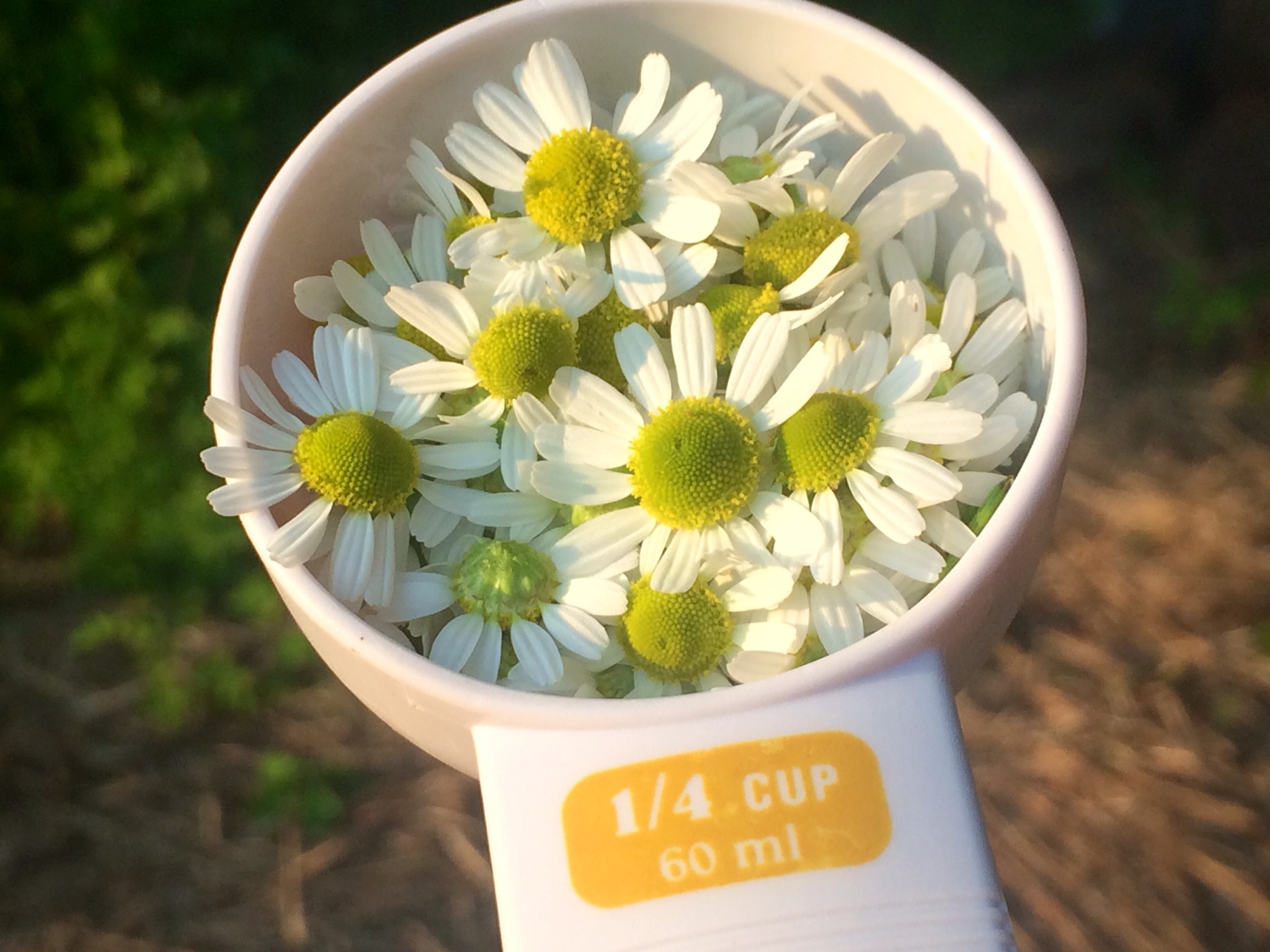 Flower Water: Fresh Chamomile Cold Infusion | The Chipper Writer ...