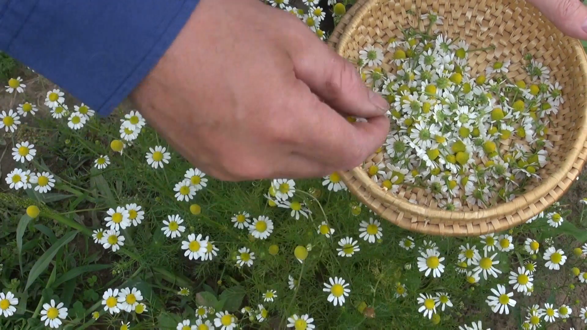picking fresh medical herb chamomile in summer garden Stock Video ...