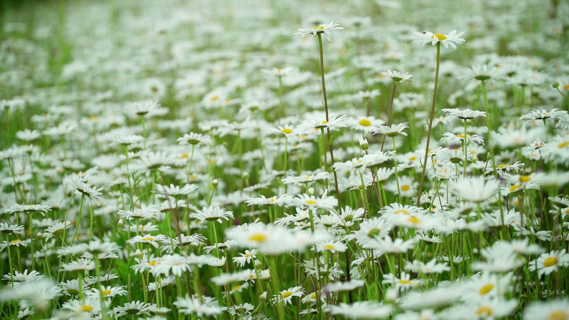 beautiful blooming meadow with chamomile in fresh day on wild ...
