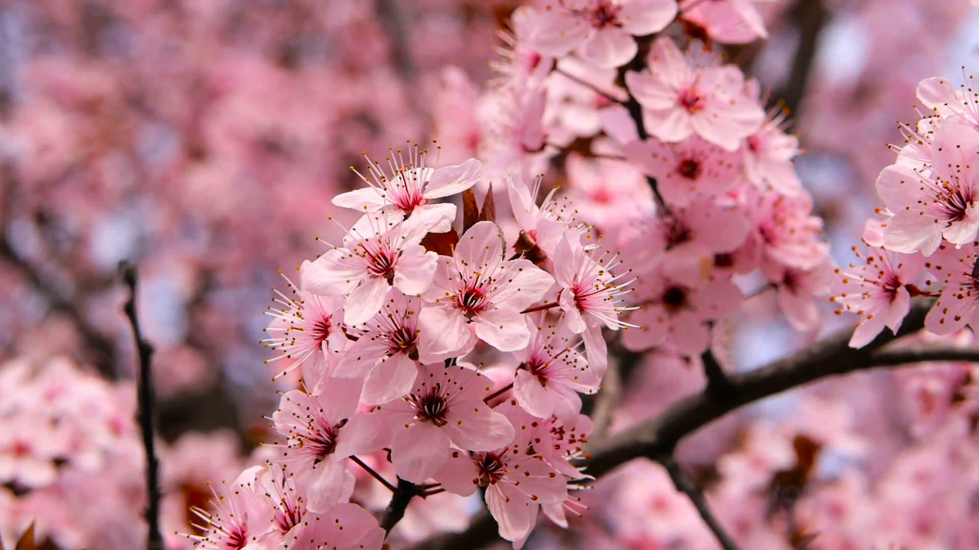 Fresh cherry flowering photo