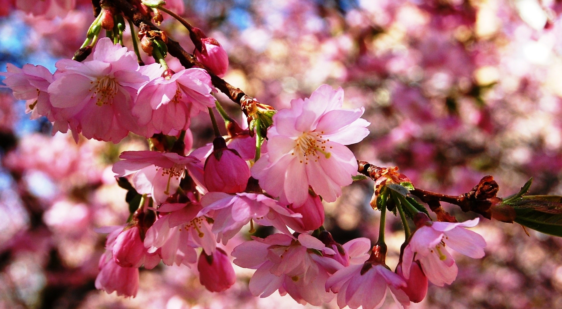 Fresh cherry flowering photo