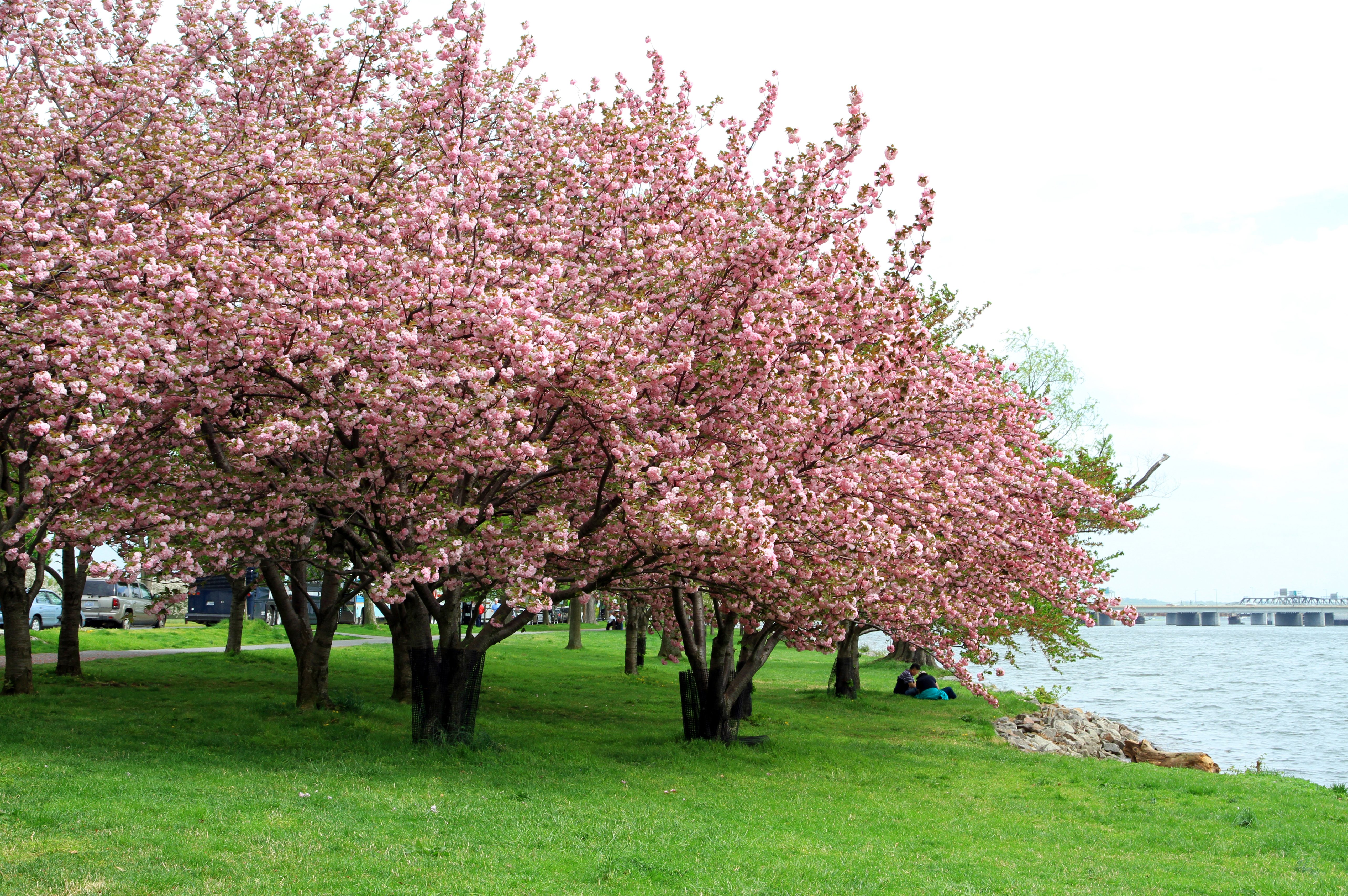 A Short Analysis of A. E. Housman's 'Loveliest of Trees, the Cherry ...