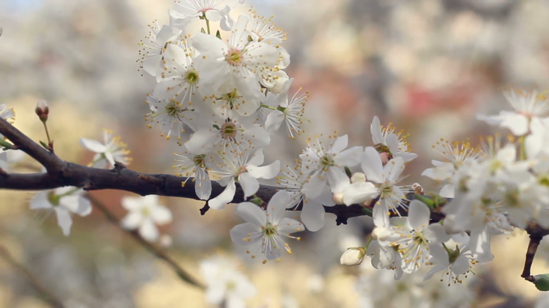 Cherry branch with blossoming flowers. Panorama on young spring ...