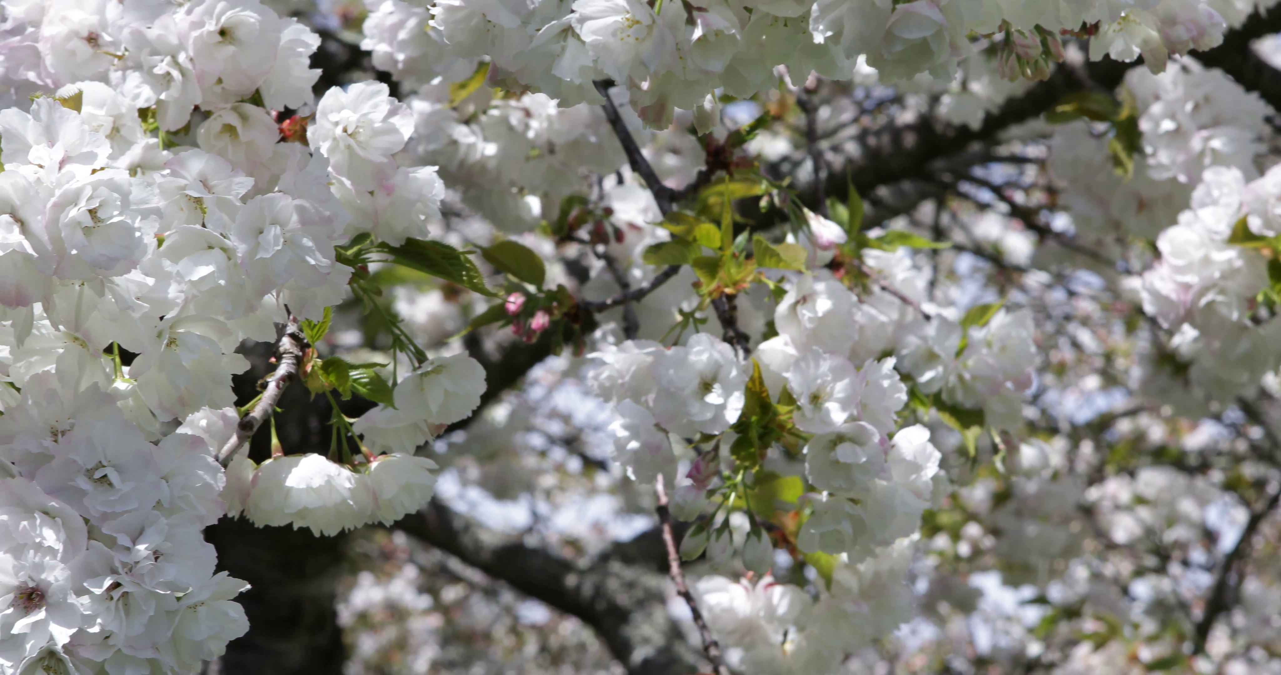 Ultra HD 4K UHD Japanese Sakura Blossom Cherry Tree Fresh Leaves ...