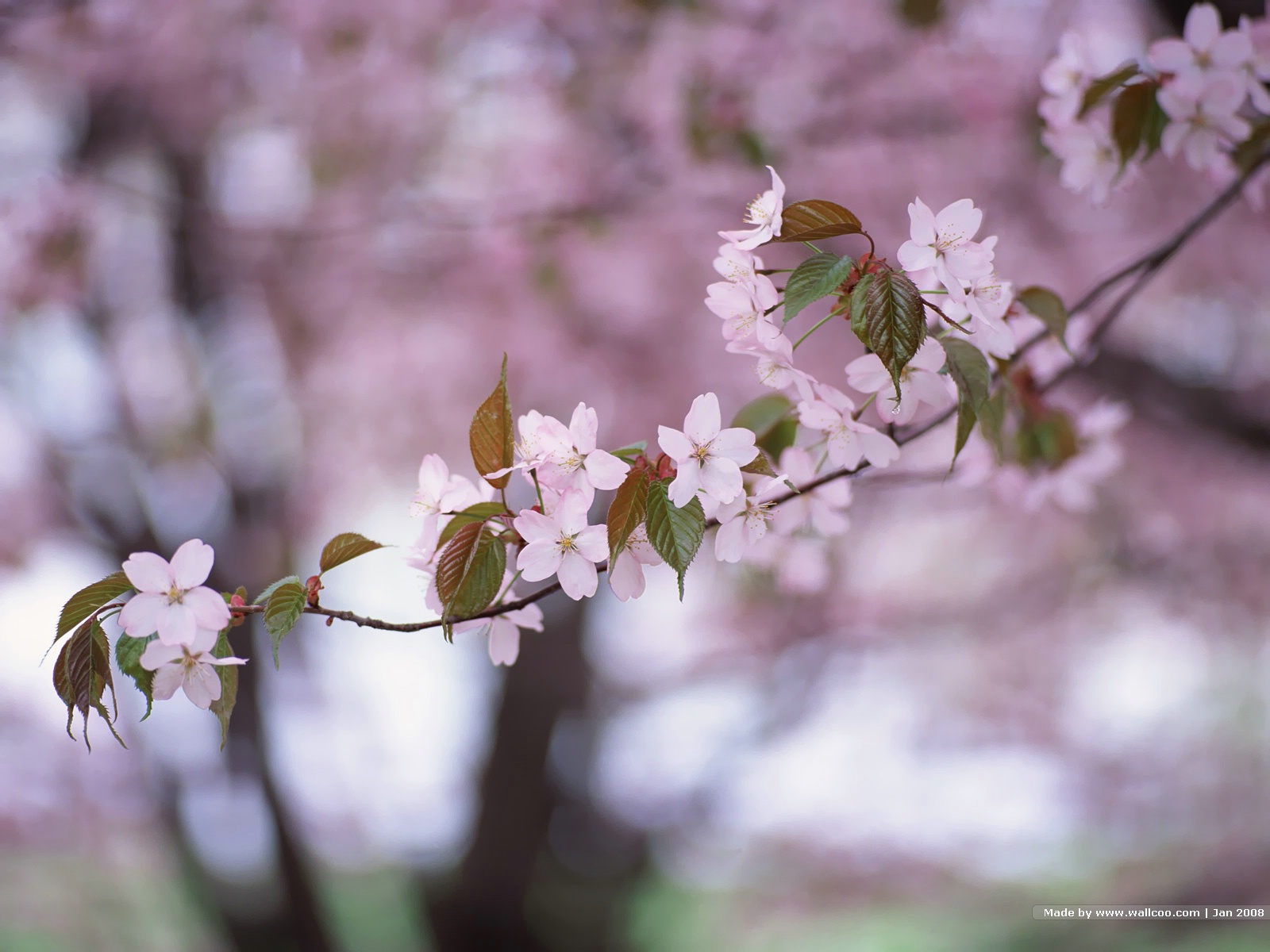 Beauty Flower: Japanese Cherry Blossoms Wallpaper