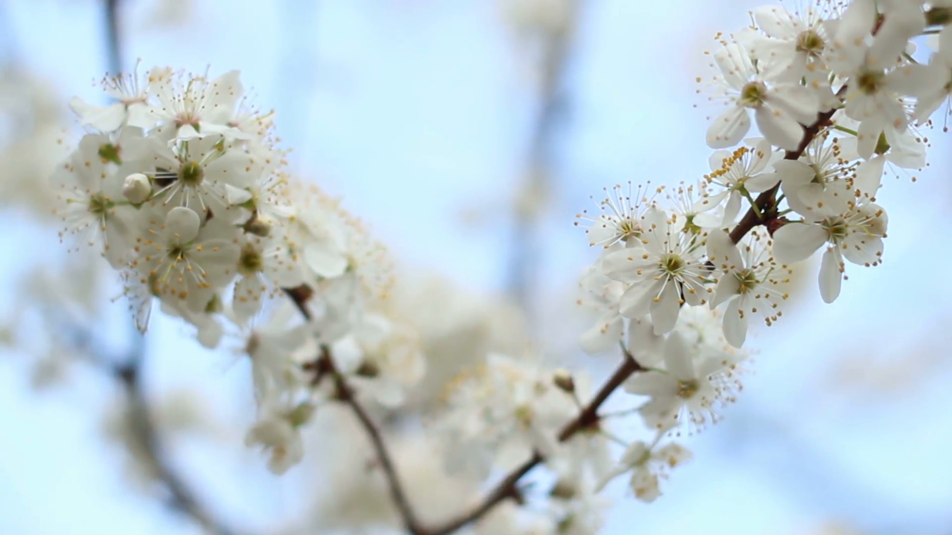 Spring flowers on cherry tree on blue sky background. White flowers ...