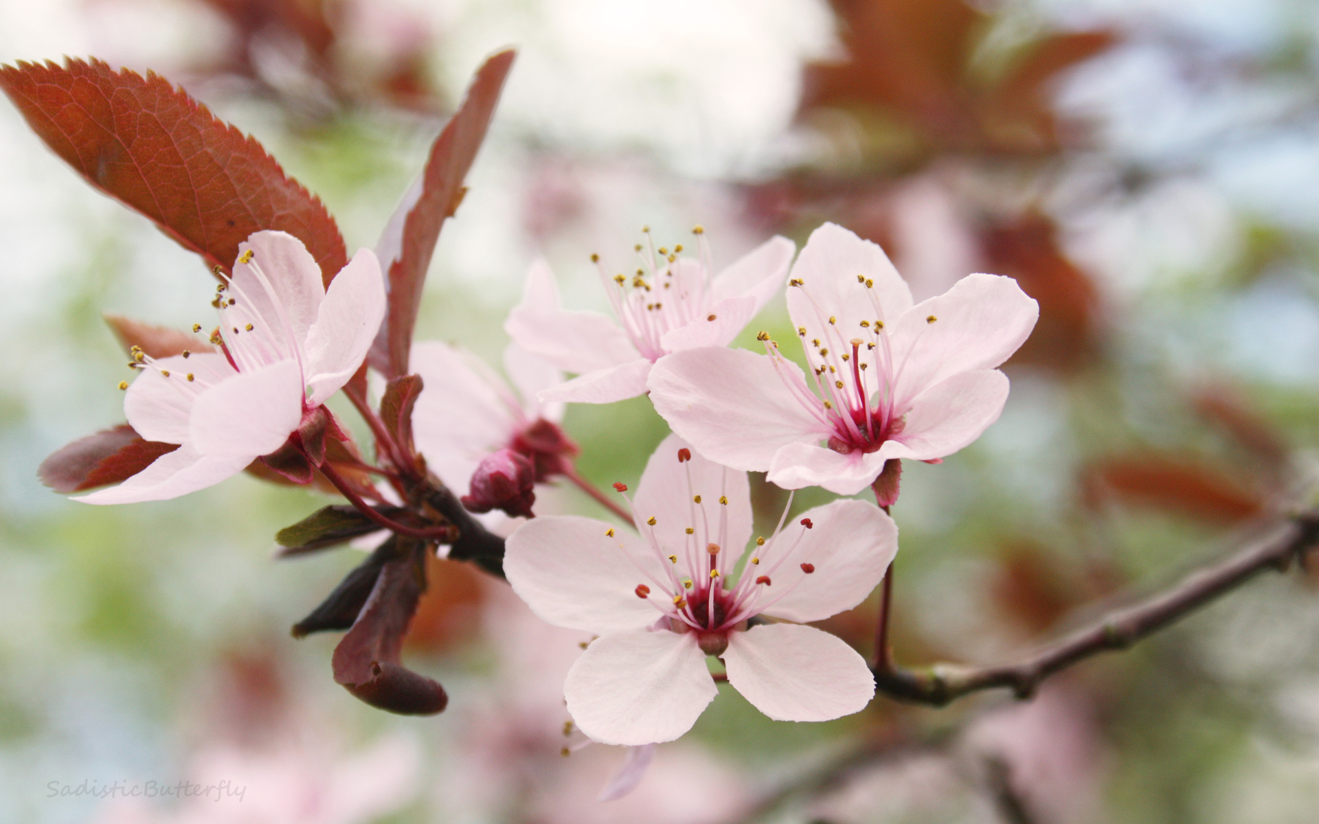 Cherry Blossom Tree Branch Flowers Images Download