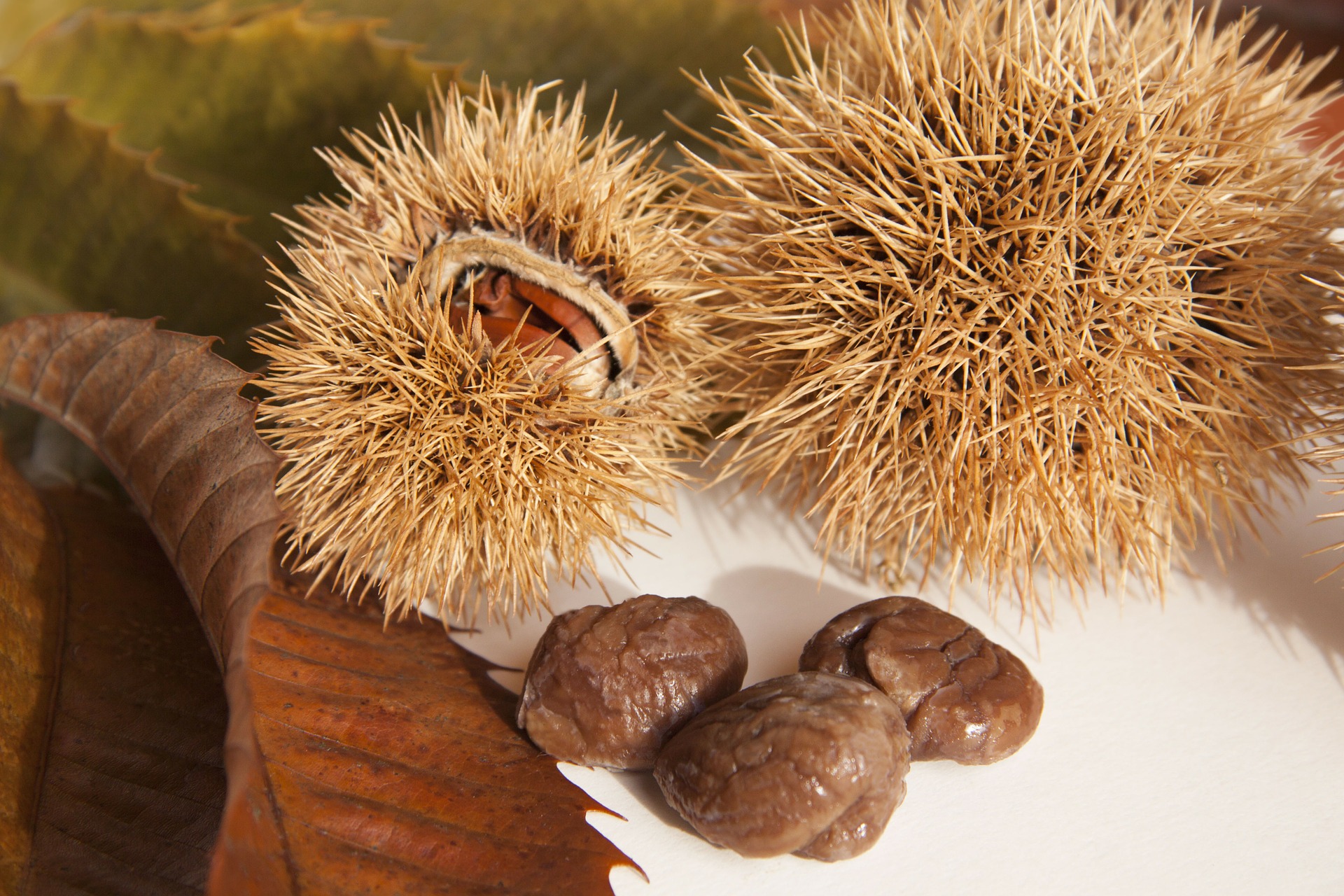 Fresh chestnuts photo