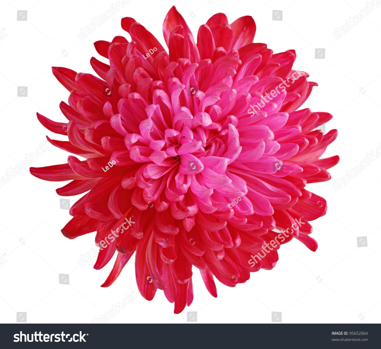Single Fresh Red Pink Chrysanthemum Flower Stock Photo 95652064 ...