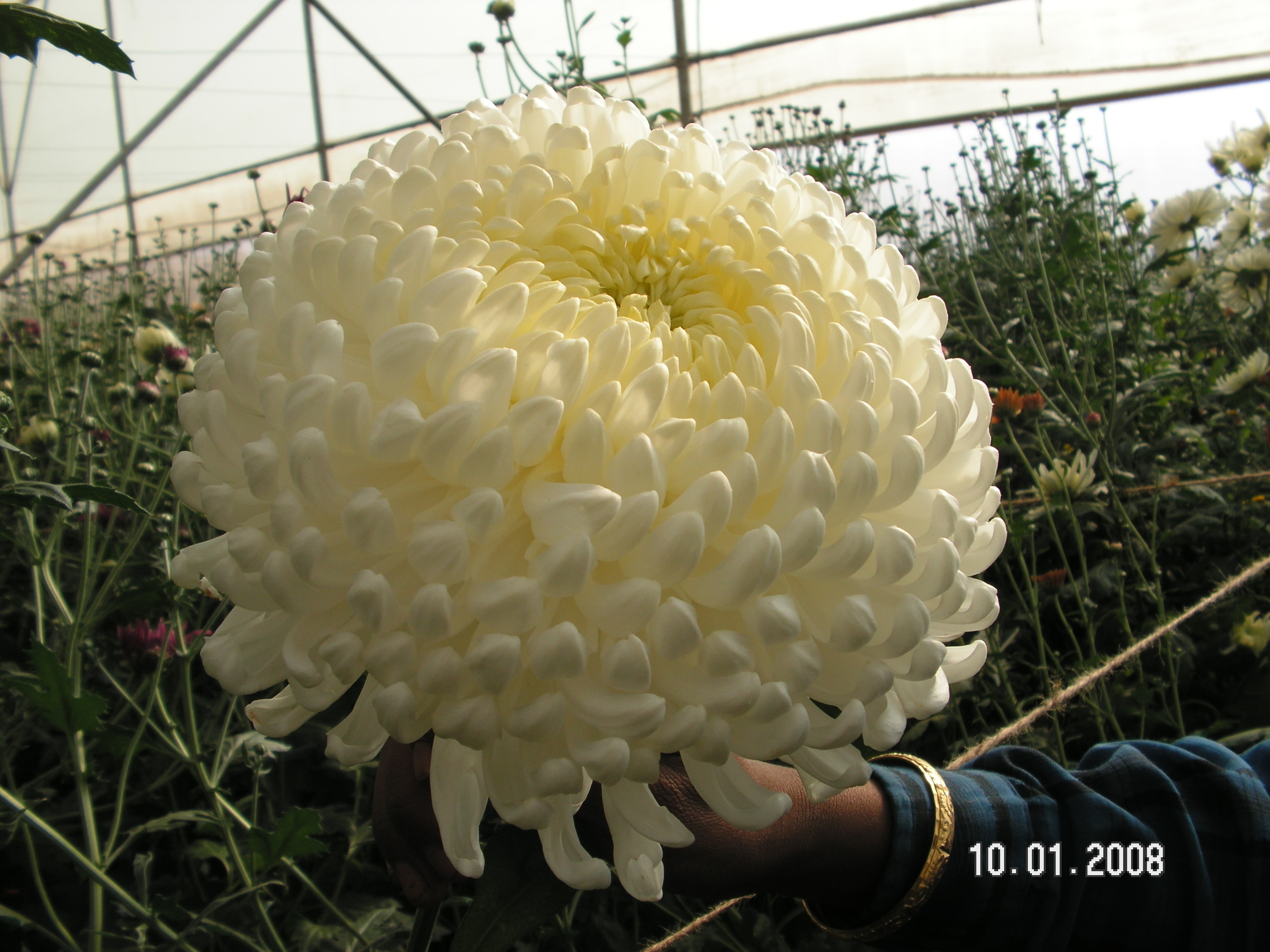 Fresh chrysanthemums photo