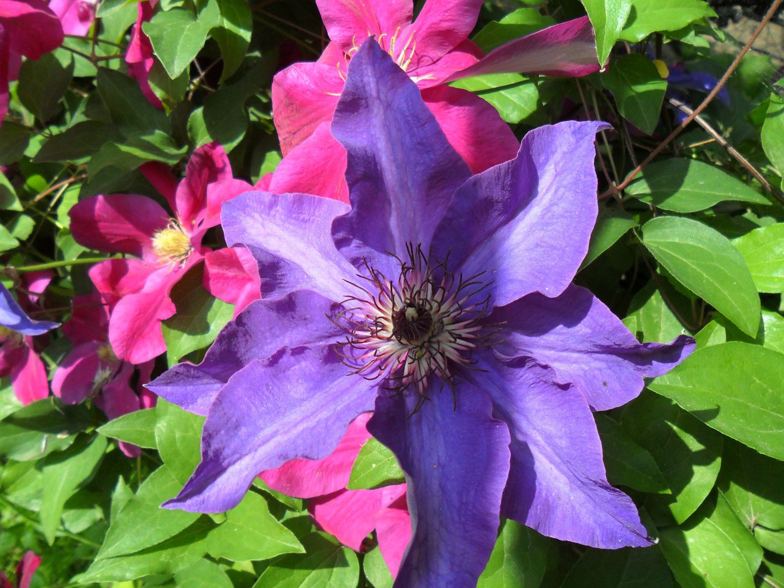 RARE Most Beautiful Unusual Clematis Clematis Mr President 5 Fresh ...