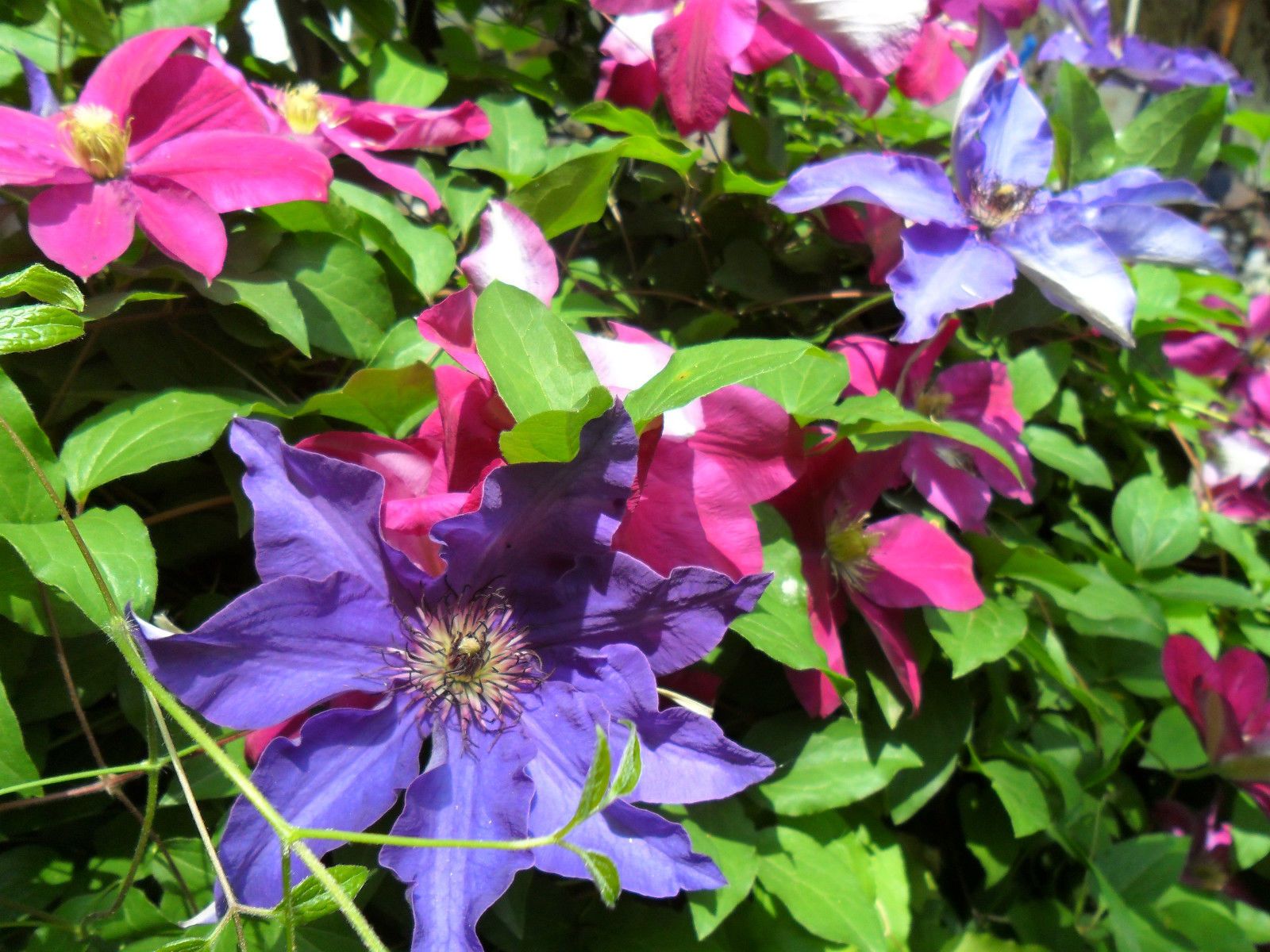 RARE Most Beautiful Unusual Clematis Clematis Mr President 5 Fresh ...