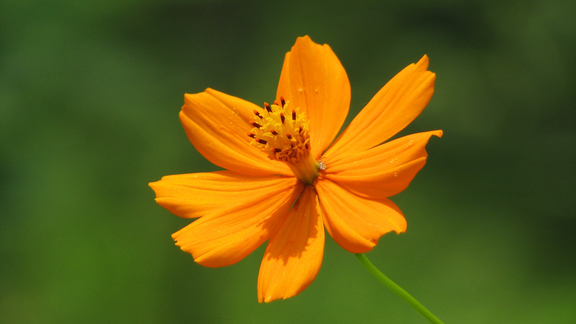 Flowers: Orange Cosmos Fresh Color Nice Nature Amazing Flower Beauty ...