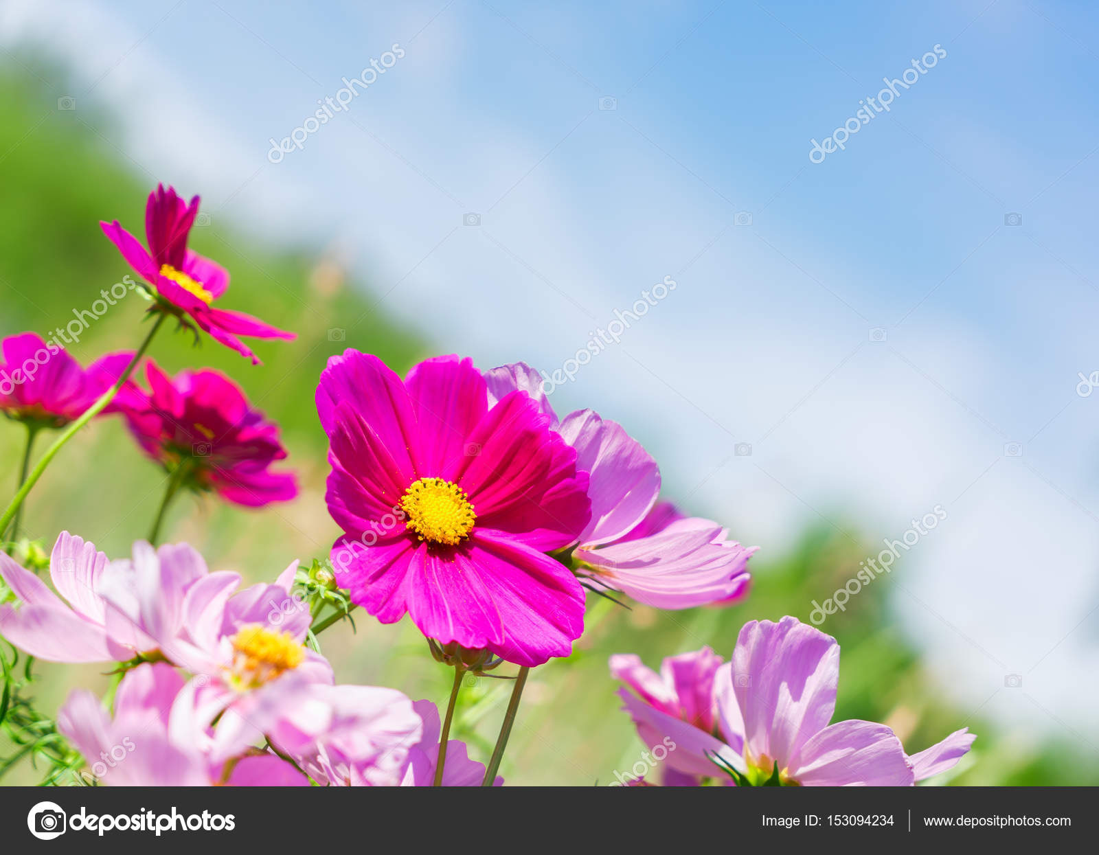 Cosmos pink flowers — Stock Photo © Neirfys #153094234
