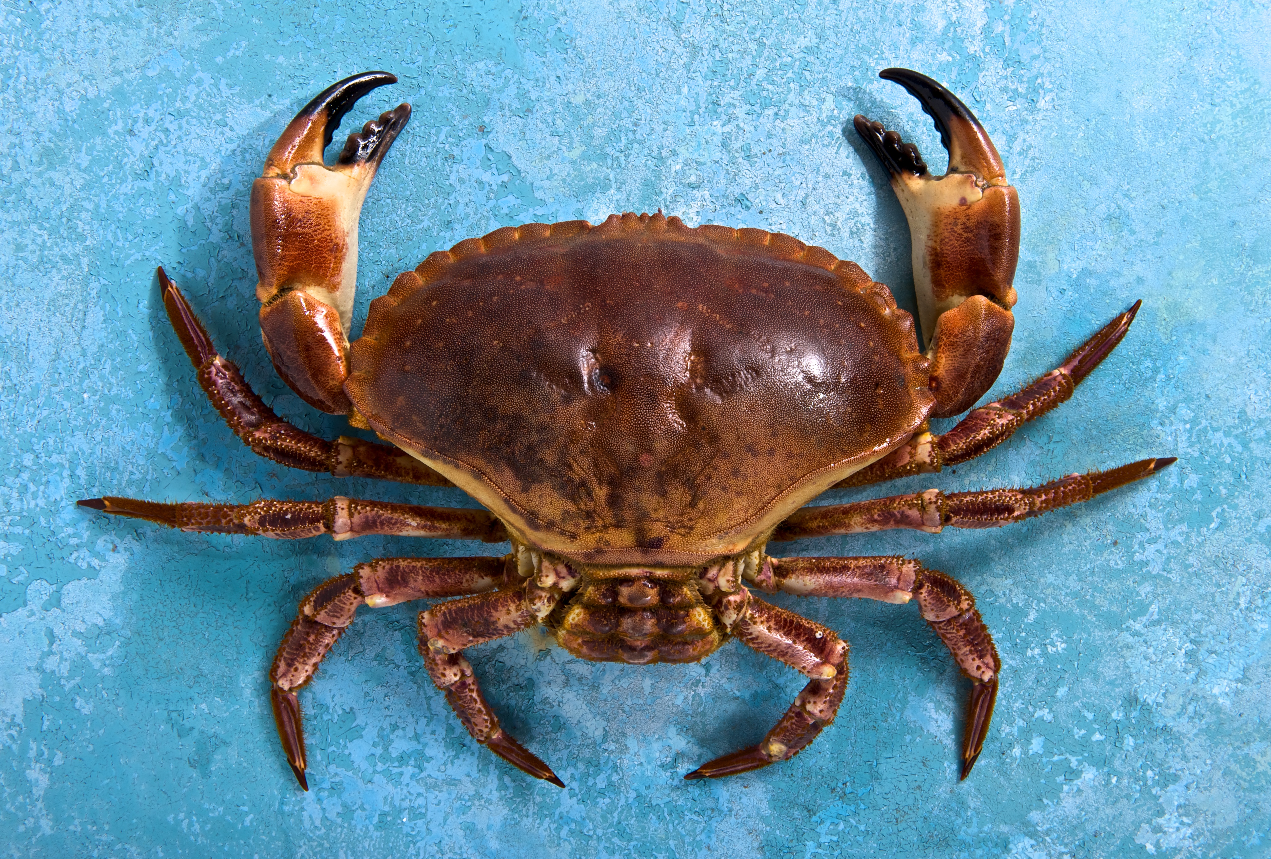 File:Fresh Crab.jpg - Wikimedia Commons