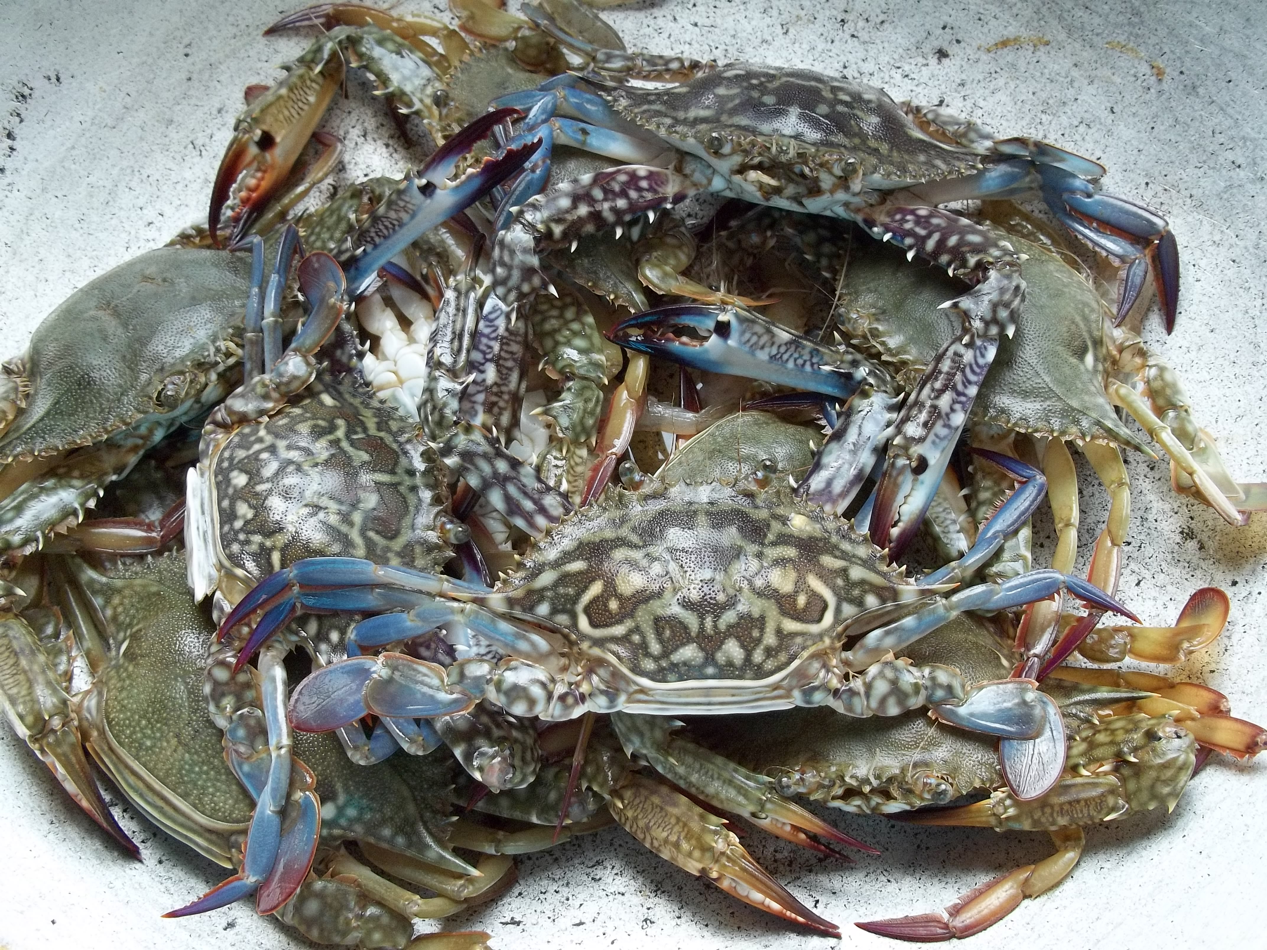 Blue crabs from Panguil Bay – Snapshots by Twinkle
