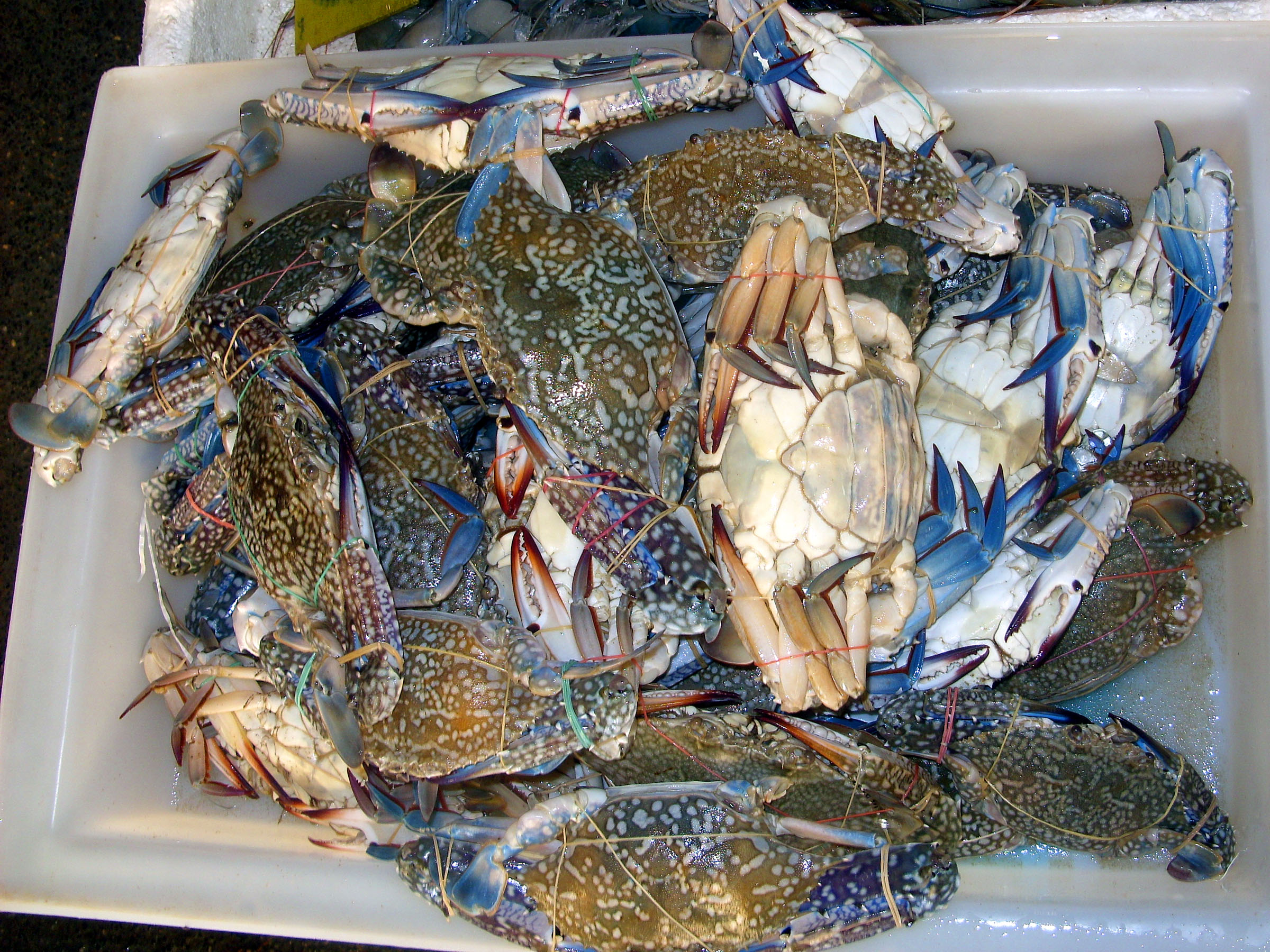 Free Photo Fresh Crabs Crabs Fresh Seafood Free Download Jooinn