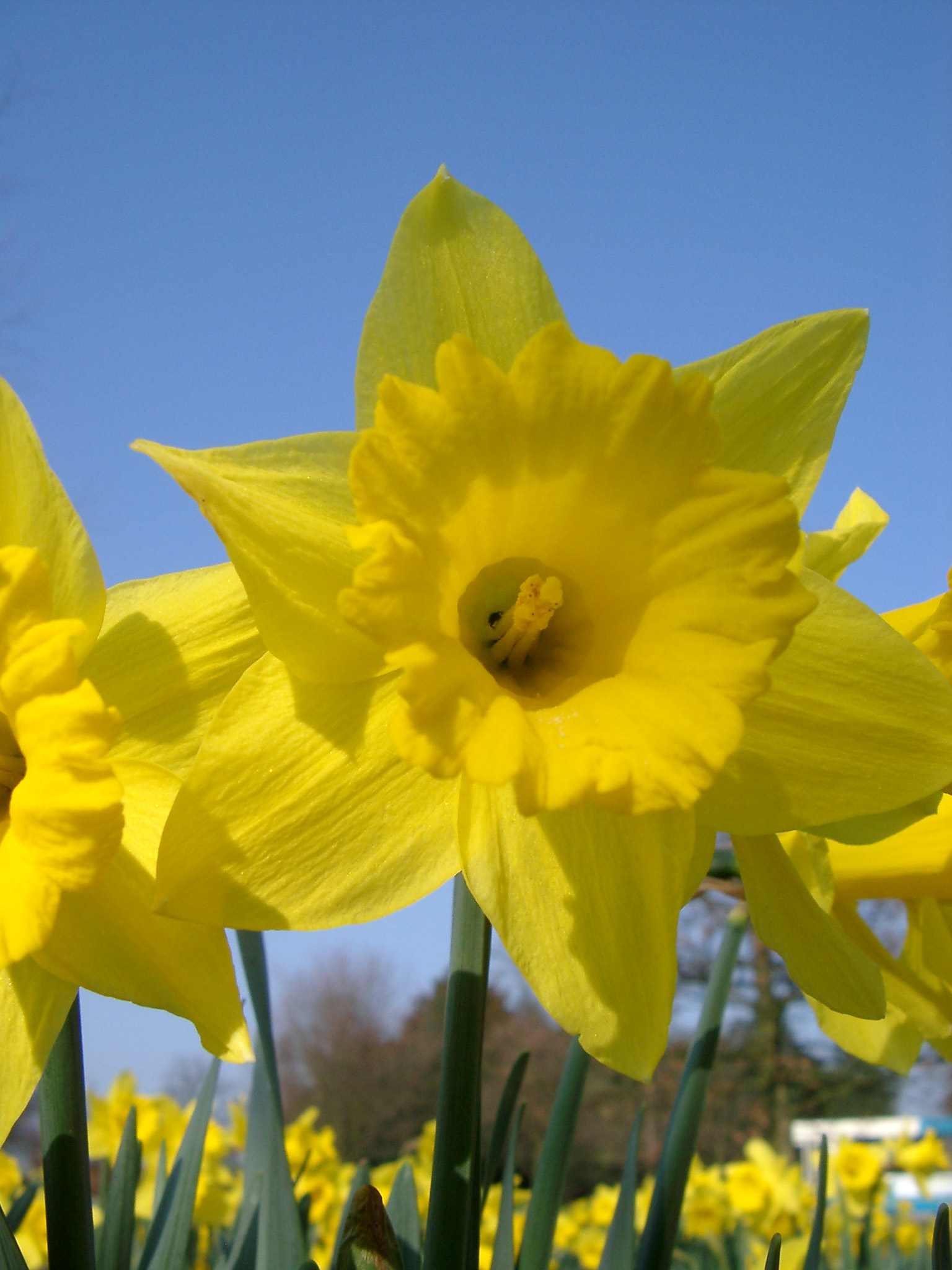Free Stock photo of Close up beautiful yellow daffodil flower ...