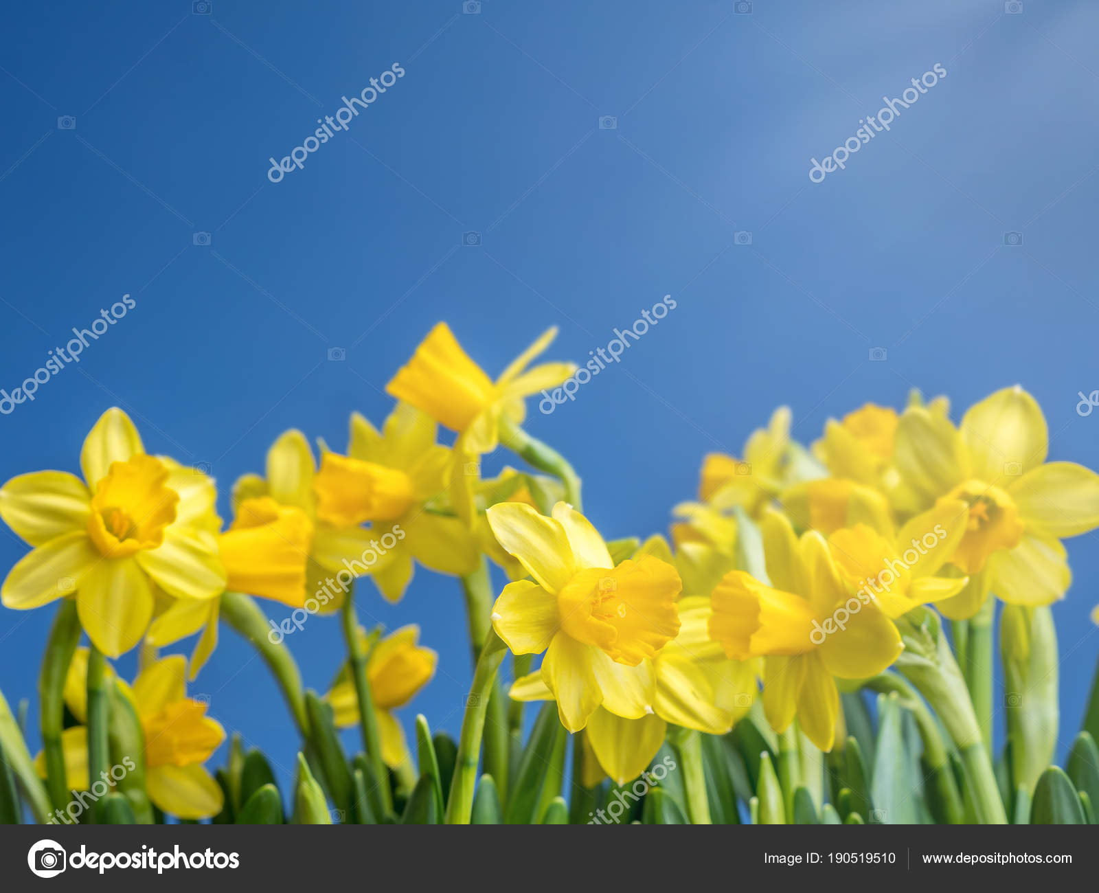 Bunch of fresh daffodils — Stock Photo © pryzmat #190519510