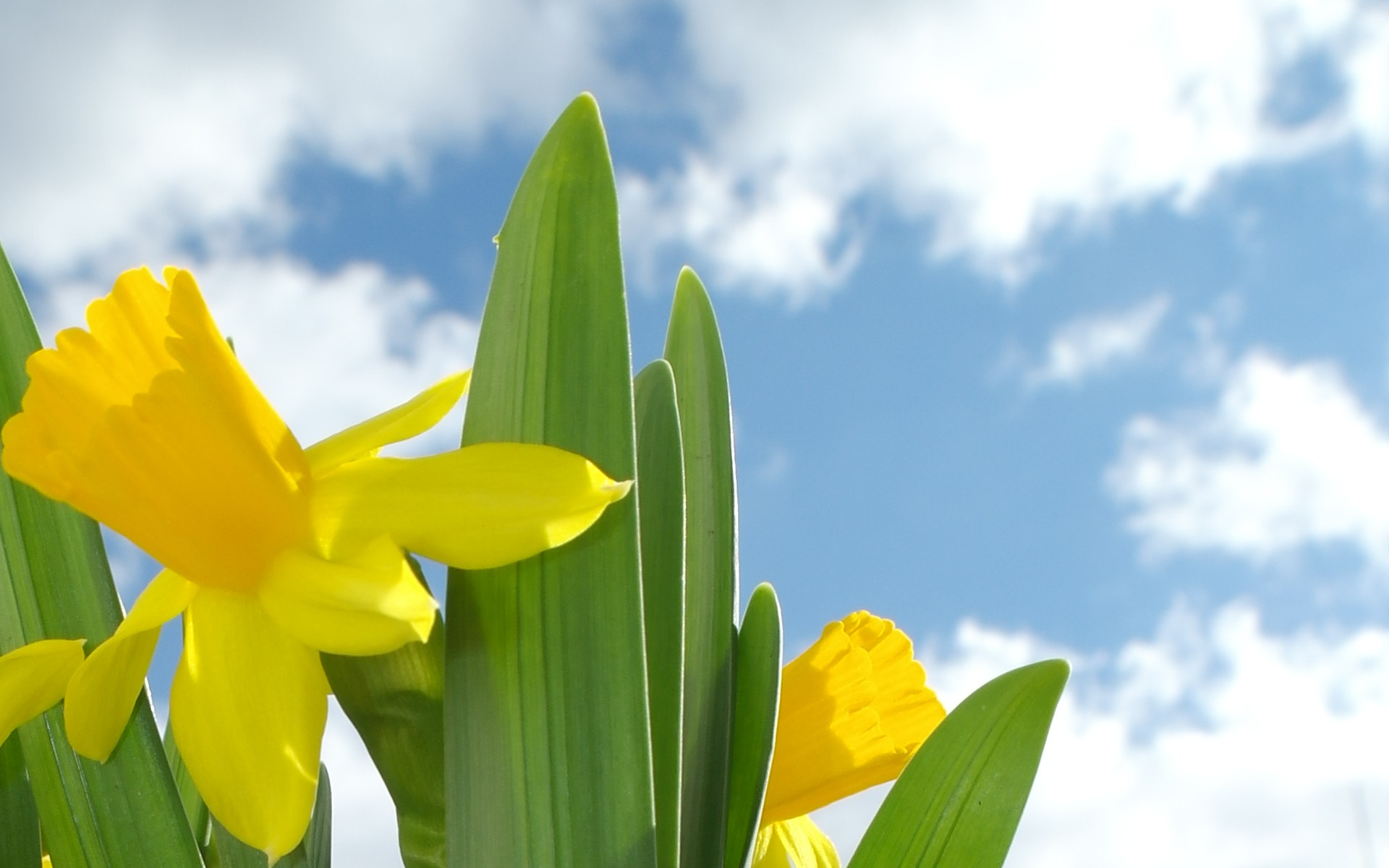 Fresh daffodils photo
