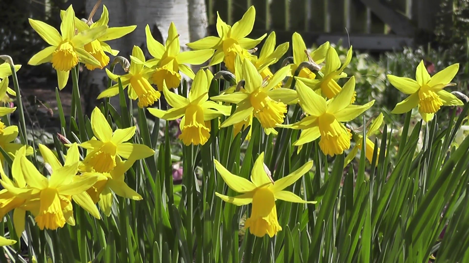 Fresh Spring Flowers of Daffodils Blowing in the Wind Stock Video ...