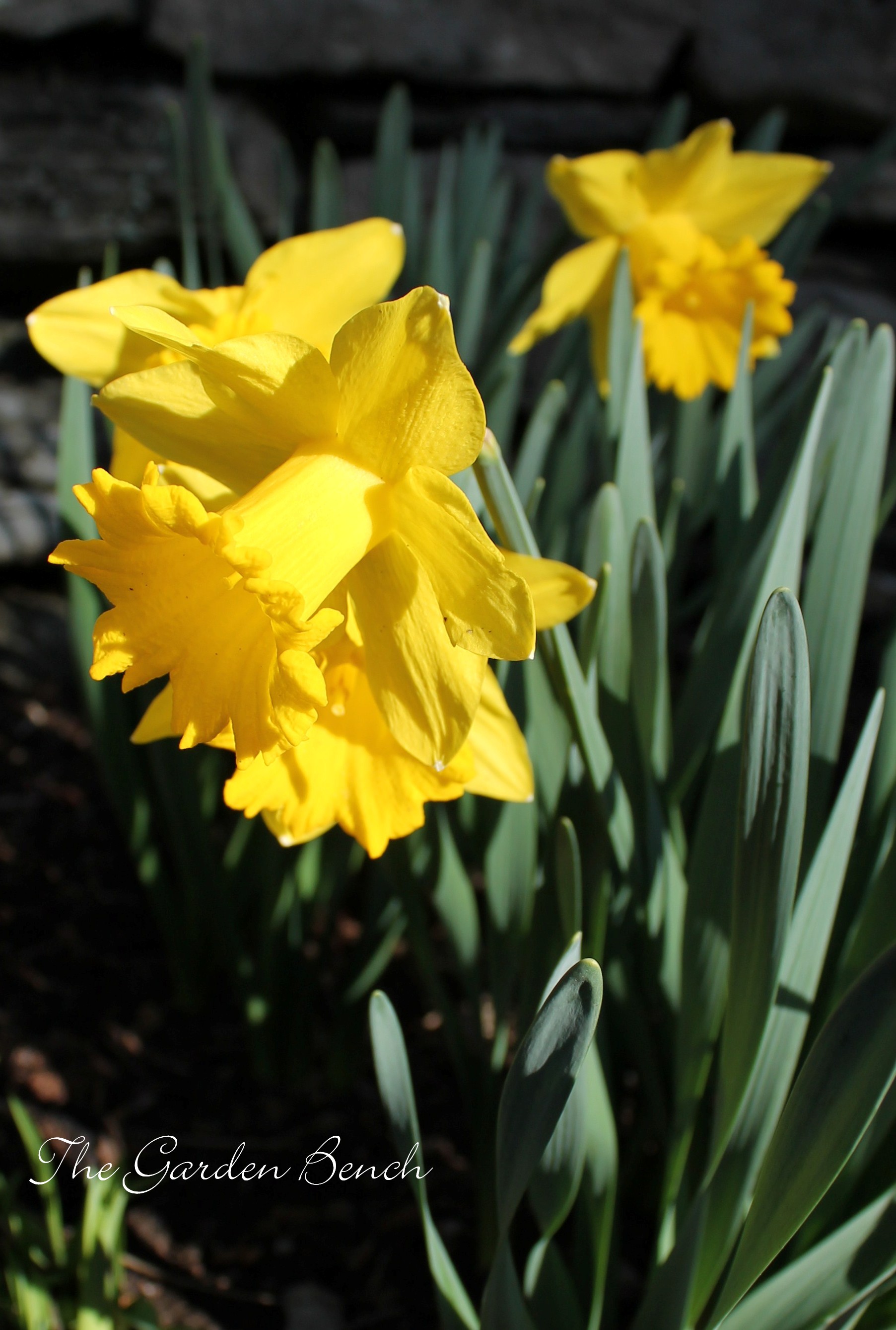 Daffodil dreams? Time to plant bulbs | The Garden Bench