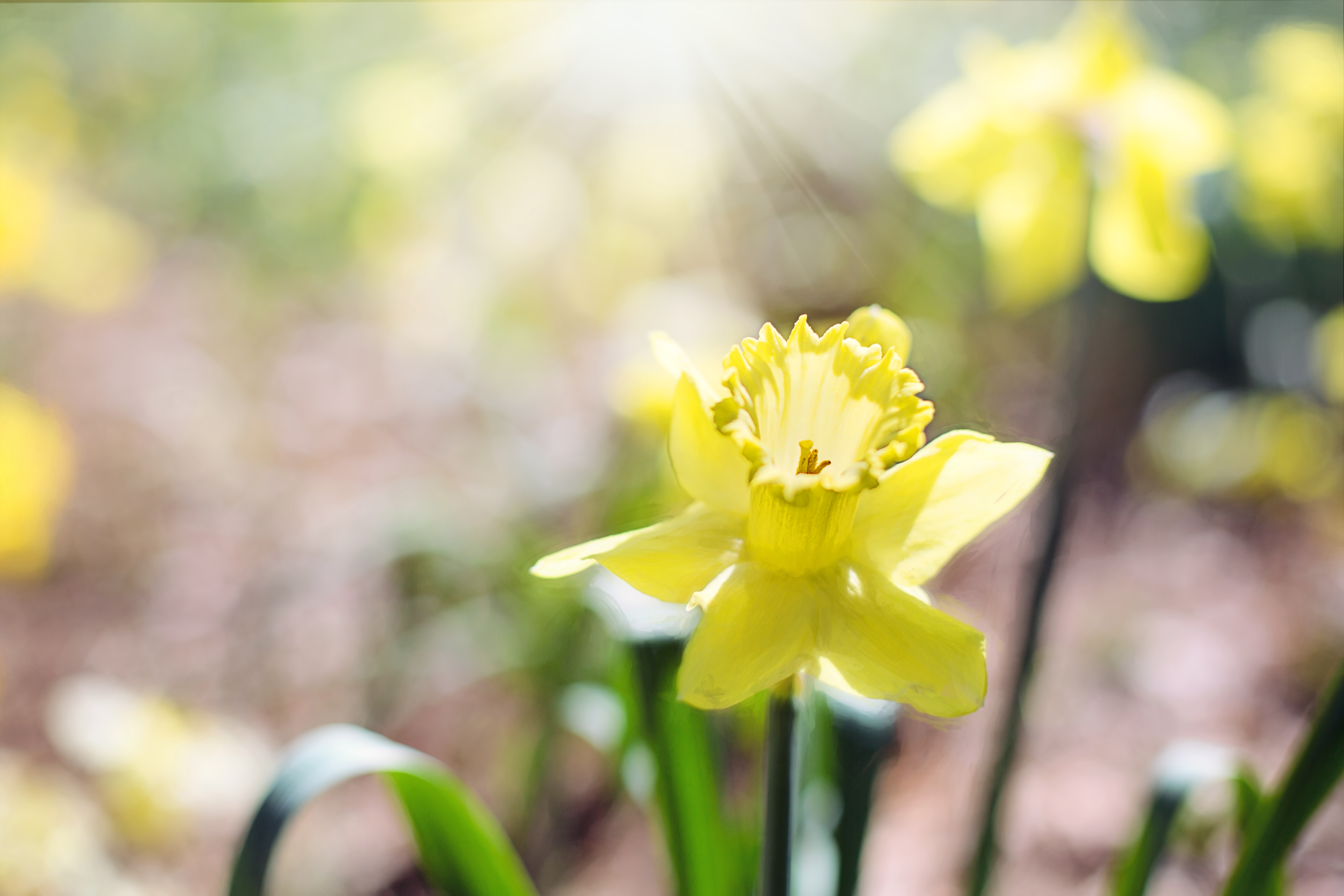 Fresh Daffodil