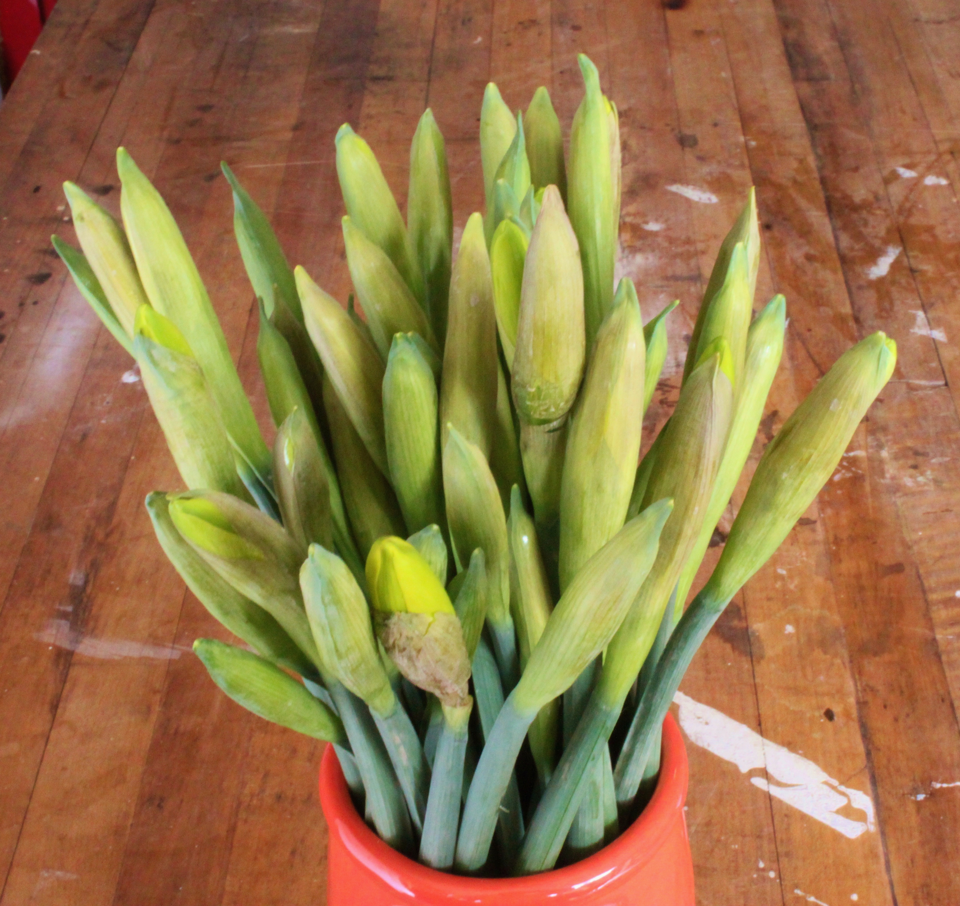 Grocery Store Daffodils | THE CAVENDER DIARY